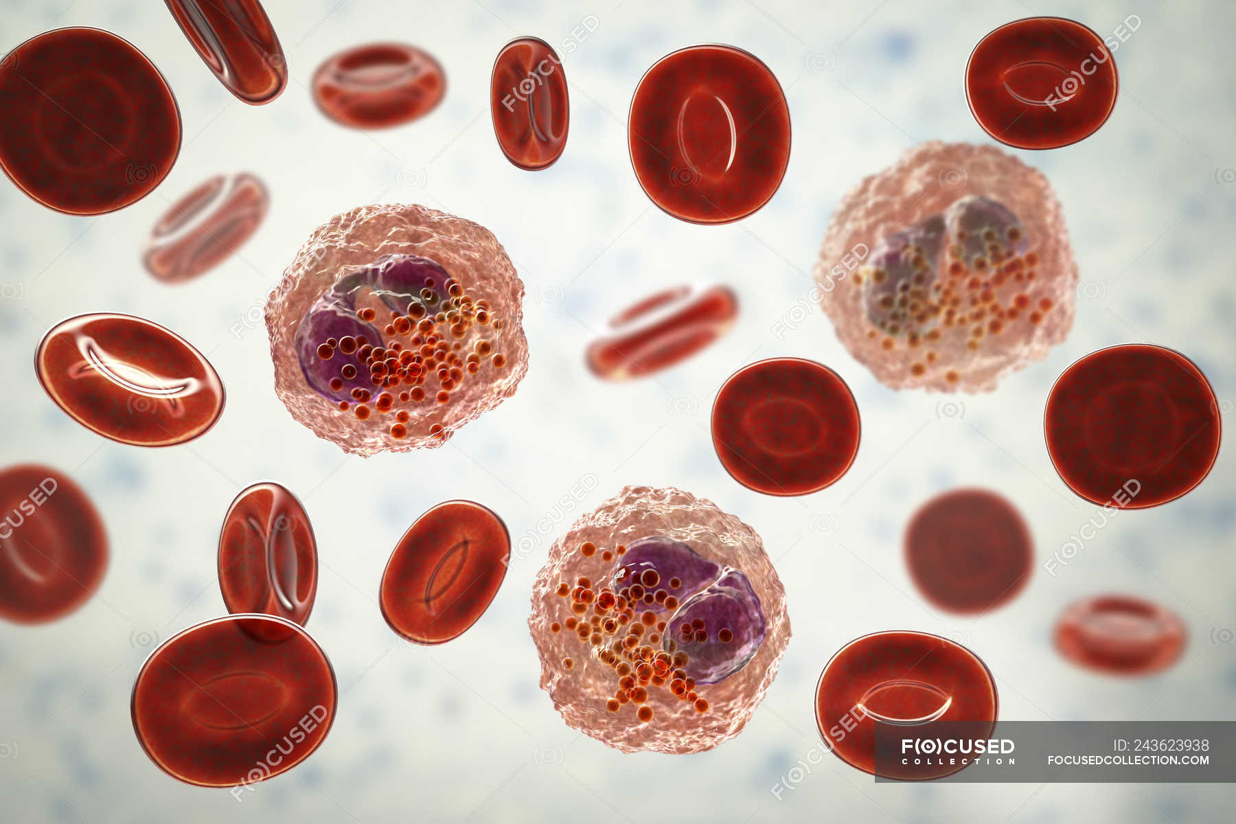 eosinophils-stock-photos-royalty-free-images-focused