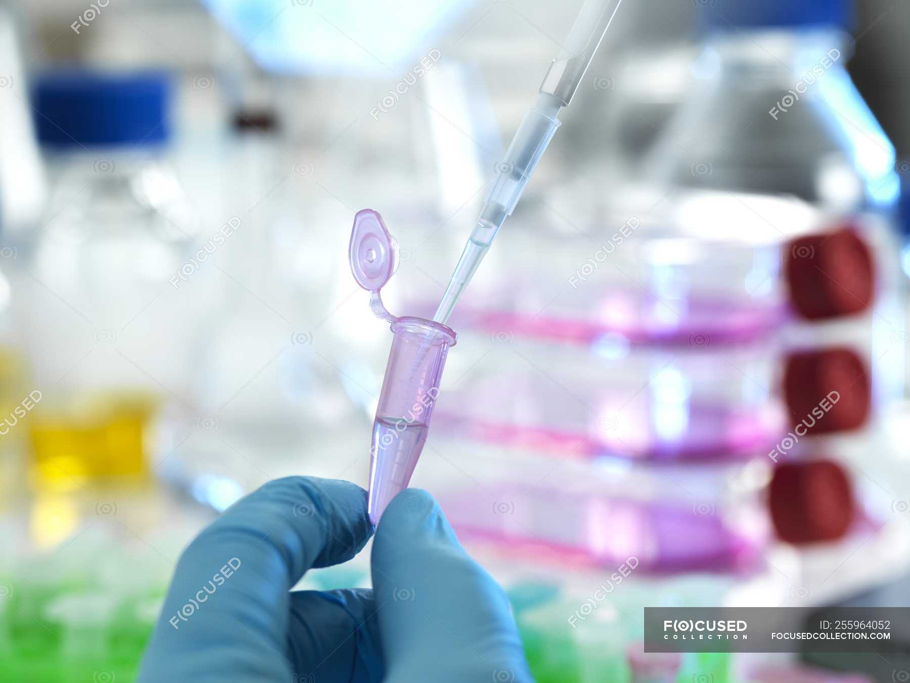 Closeup of scientist pipetting sample into eppendorf tube during