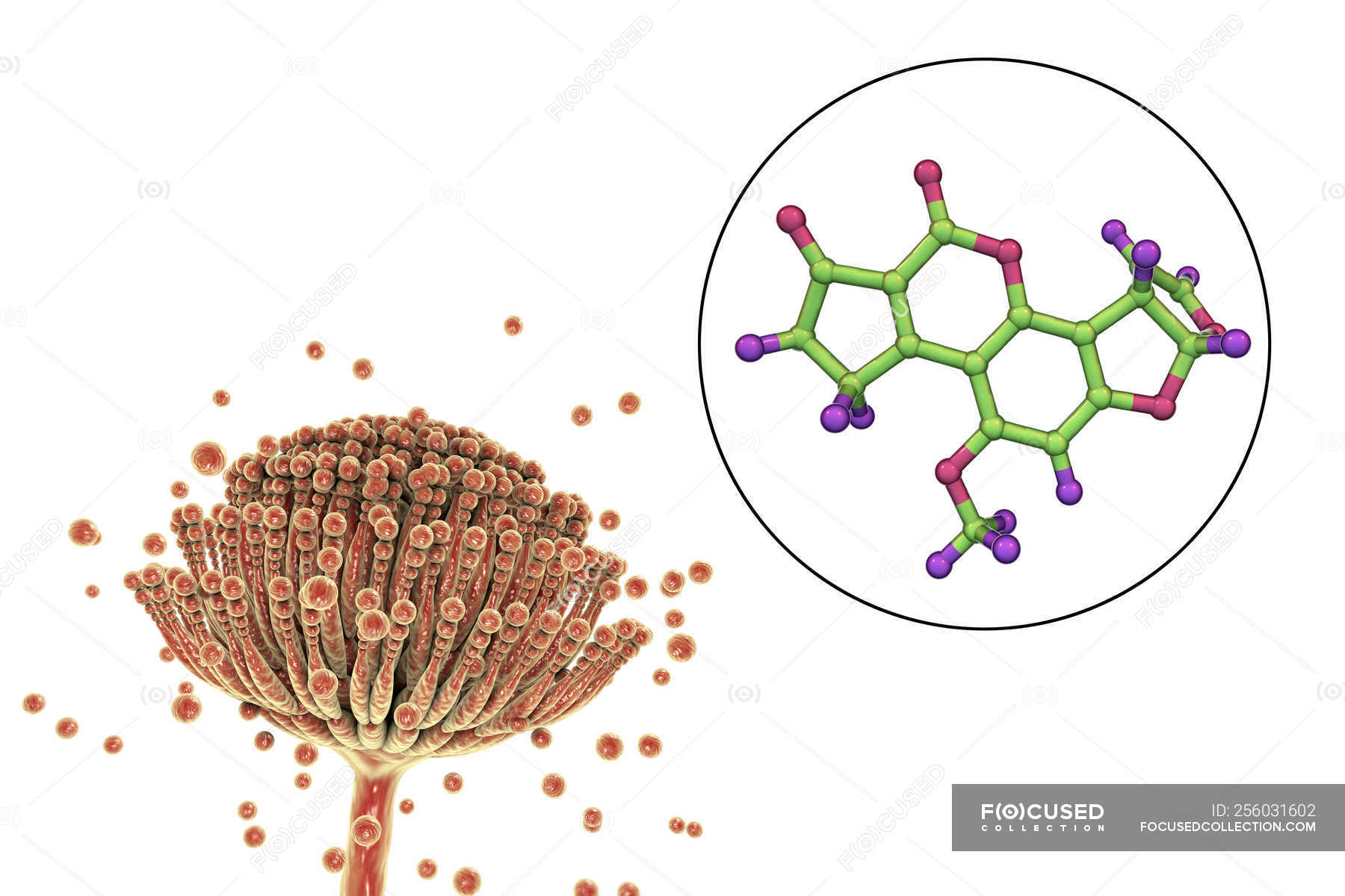 Aflatoxin B2 Molecular Model Of Mycotoxin And Close Up View Of