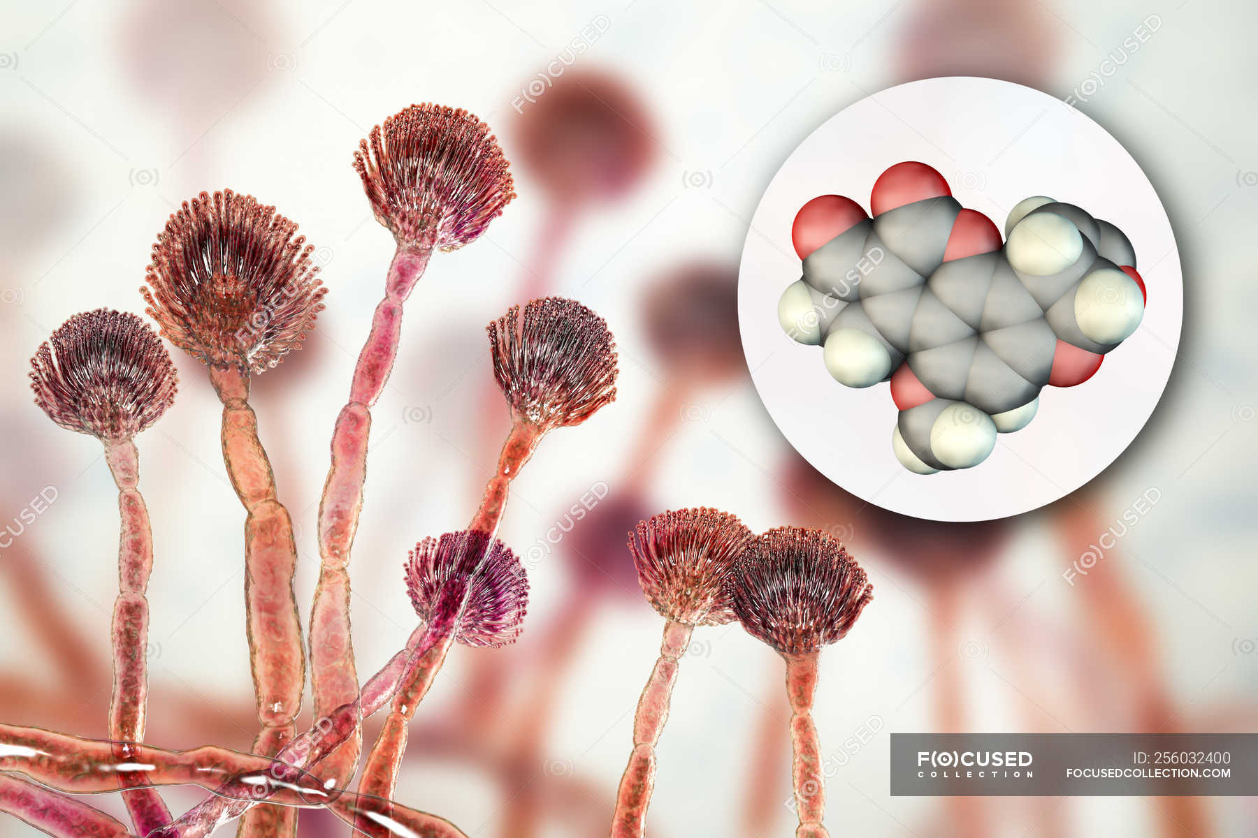 Aflatoxin B1 Molecular Model Of Mycotoxin And Close-up View Of ...