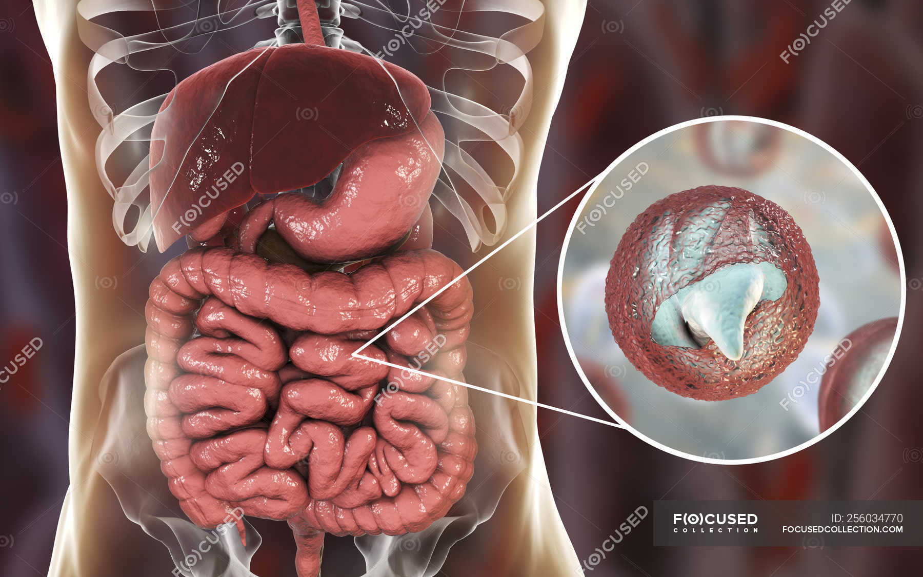 crypto parasite in humans