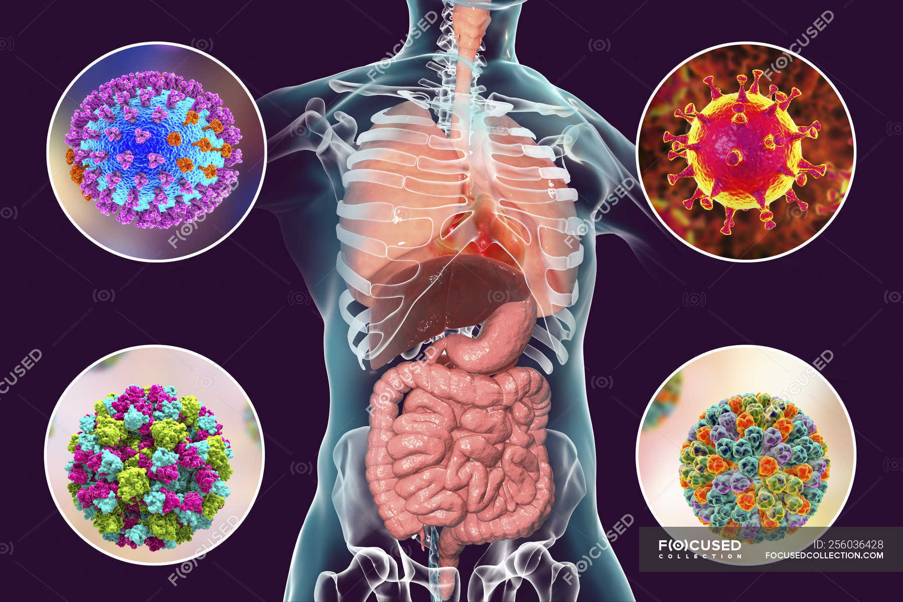 human-pathogenic-viruses-causing-respiratory-and-enteric-infections