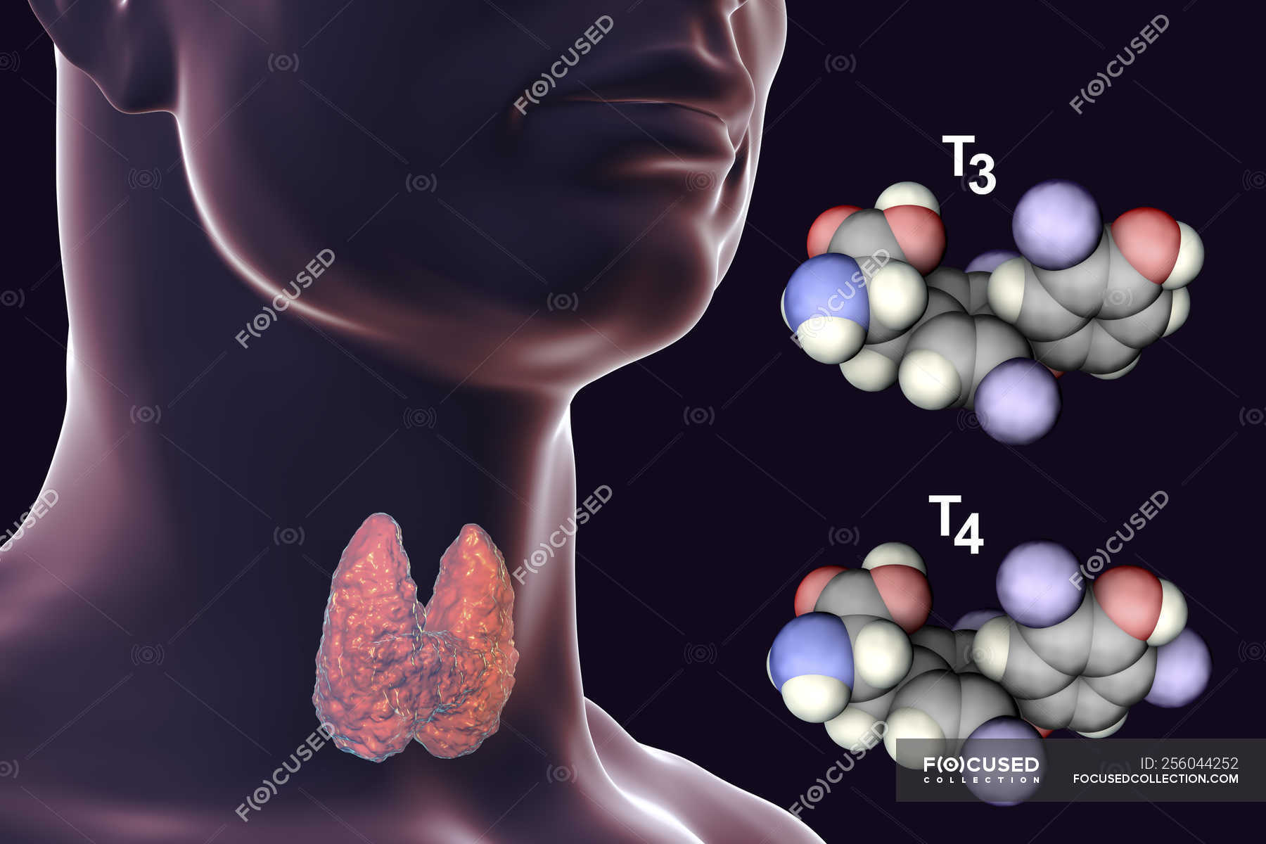 negative-feedback-loop-thyroid