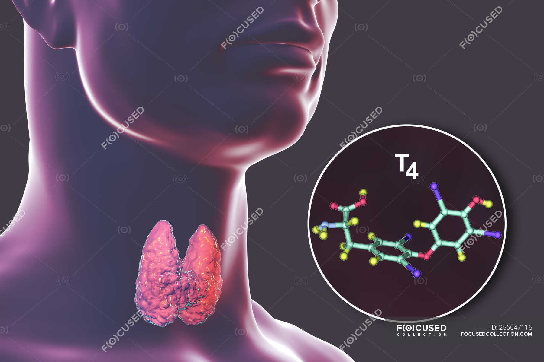 Molecule of thyroxine T4 hormone produced by thyroid gland, digital
