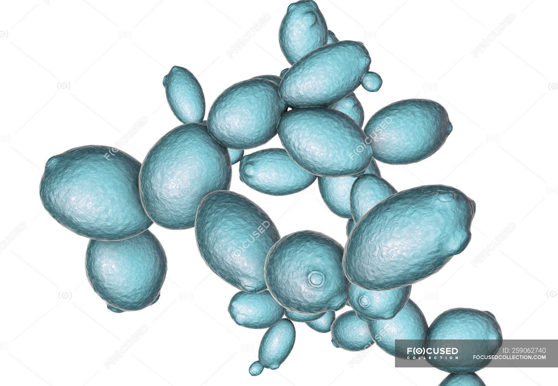 Digital Illustration Of Budding Yeast Cells Saccharomyces Cerevisiae — Digitally Generated 9433