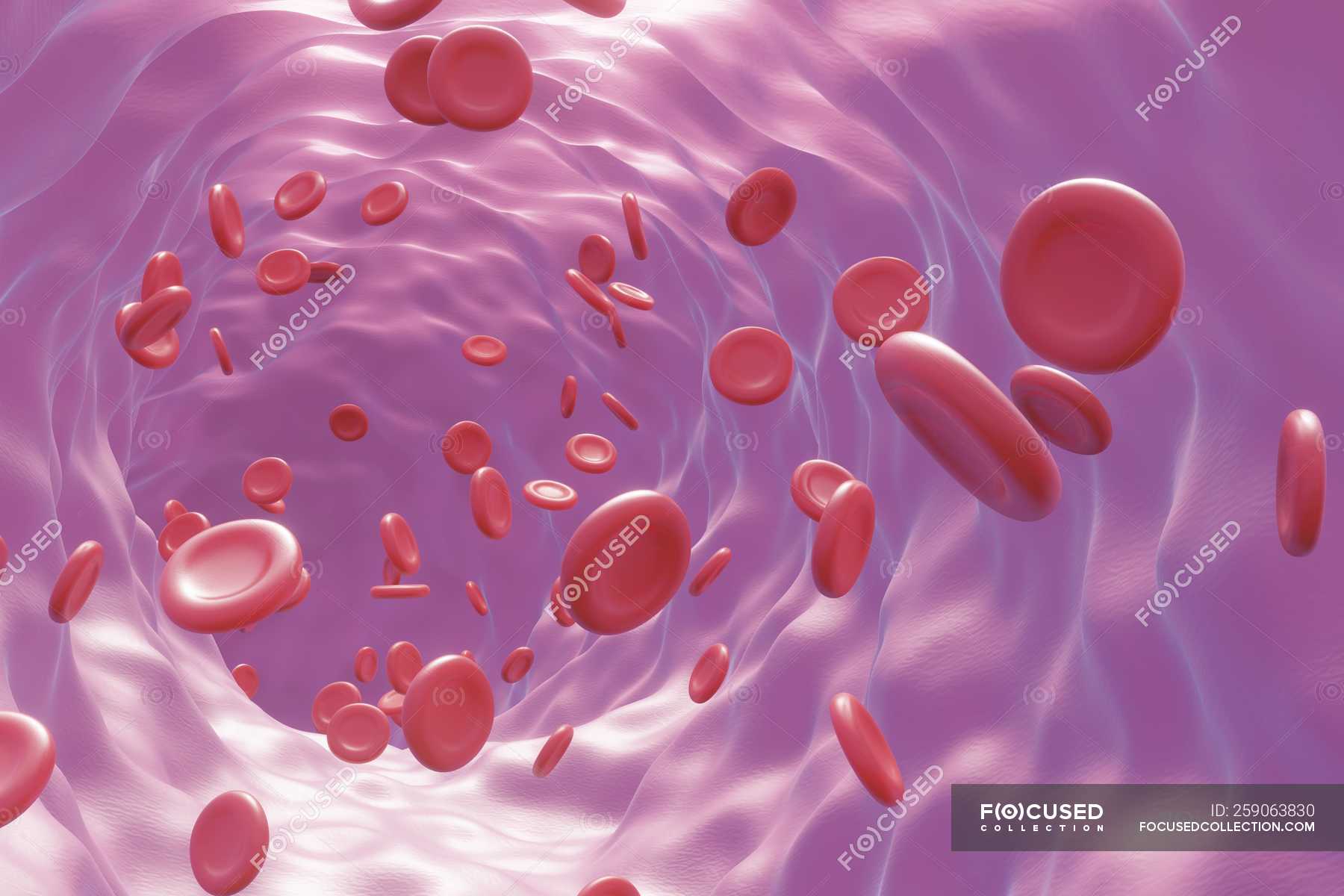 illustration-of-human-blood-cells-flowing-through-blood-vessel-vein