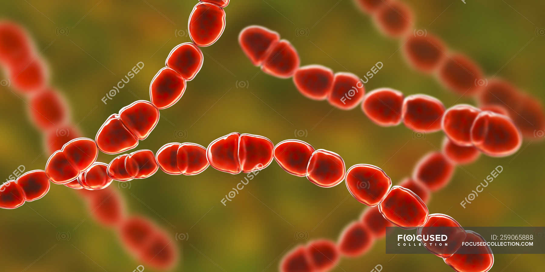 Digital illustration of red colored Streptococcus thermophilus bacteria ...