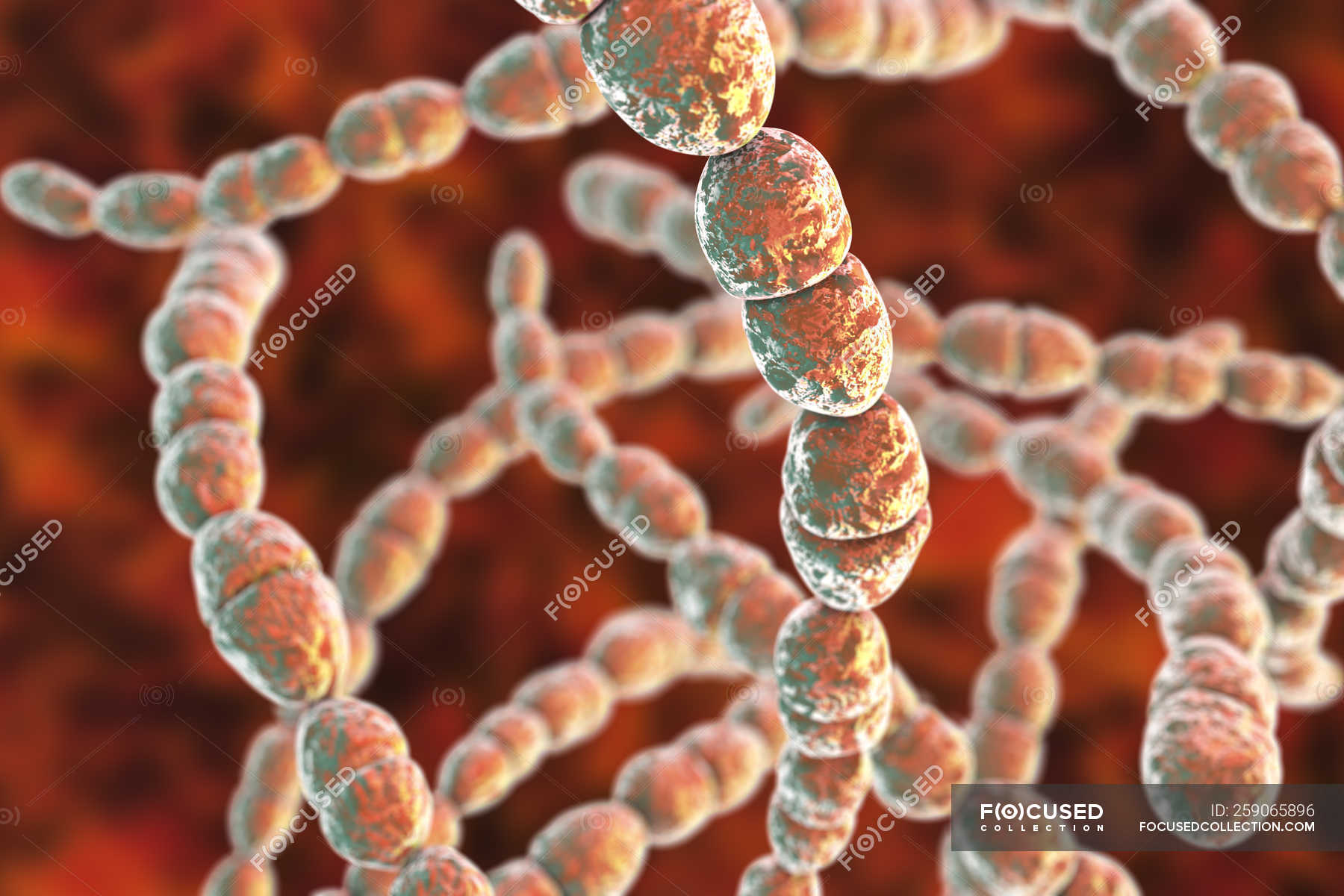 digital-illustration-of-streptococcus-thermophilus-bacteria-for-dairy