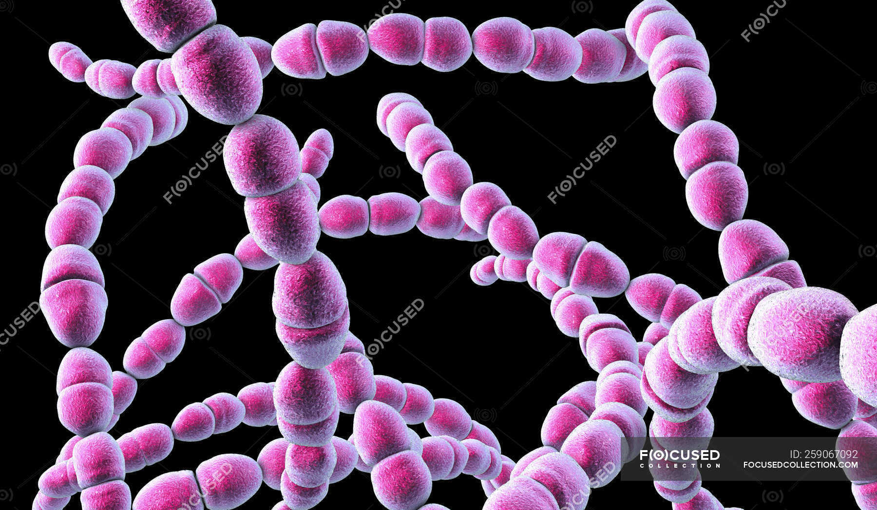 Digital illustration of Streptococcus thermophilus bacteria for dairy ...