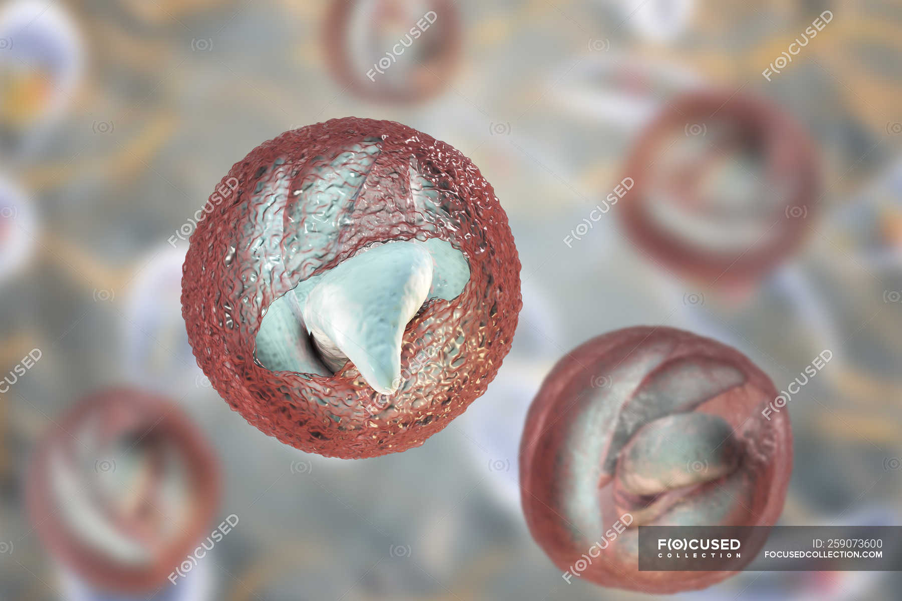 Wie testen sie auf Cryptosporidium?
