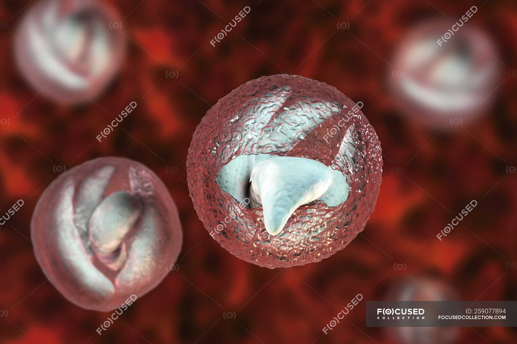 Fassisi CryGiDia