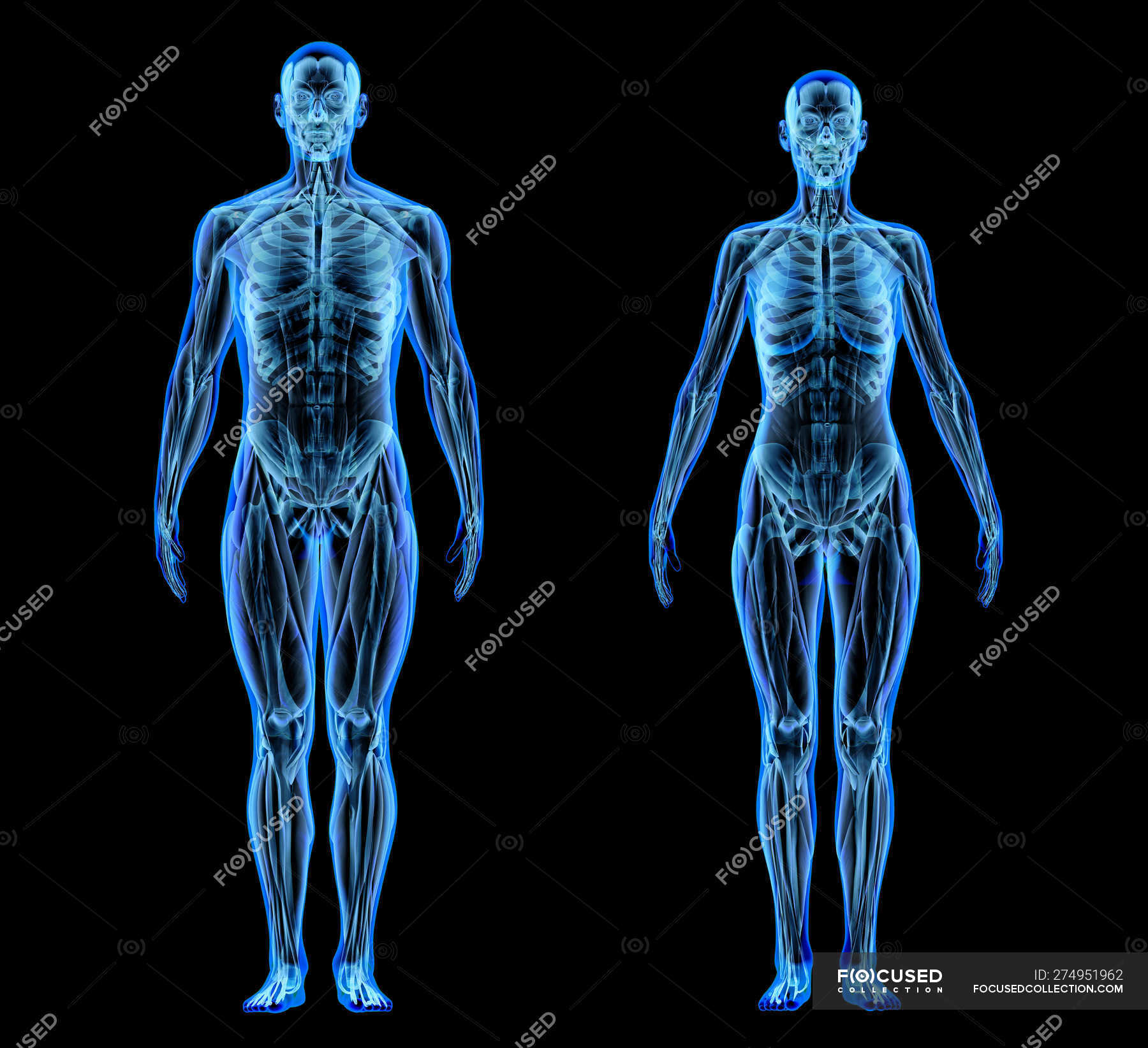 Male And Female Muscles And Skeletal Systems In X ray Effect On Black male-and-female-muscles-and-skeletal-systems-in-x-ray-effect-on-black