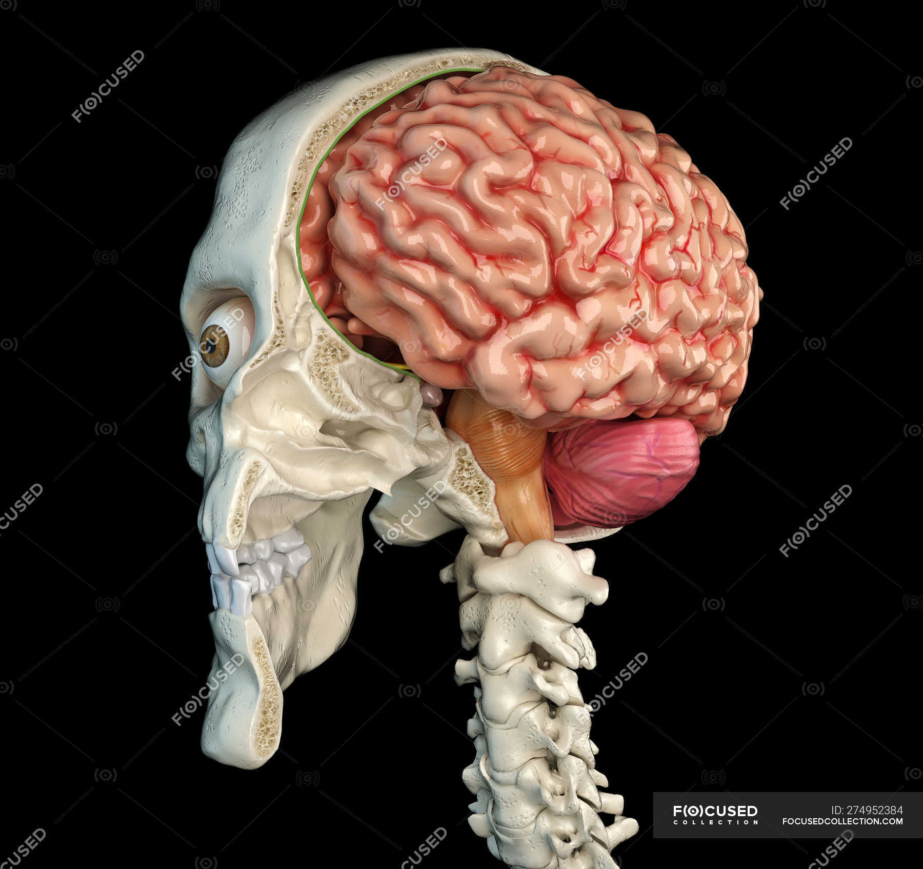 sagittal view of skull