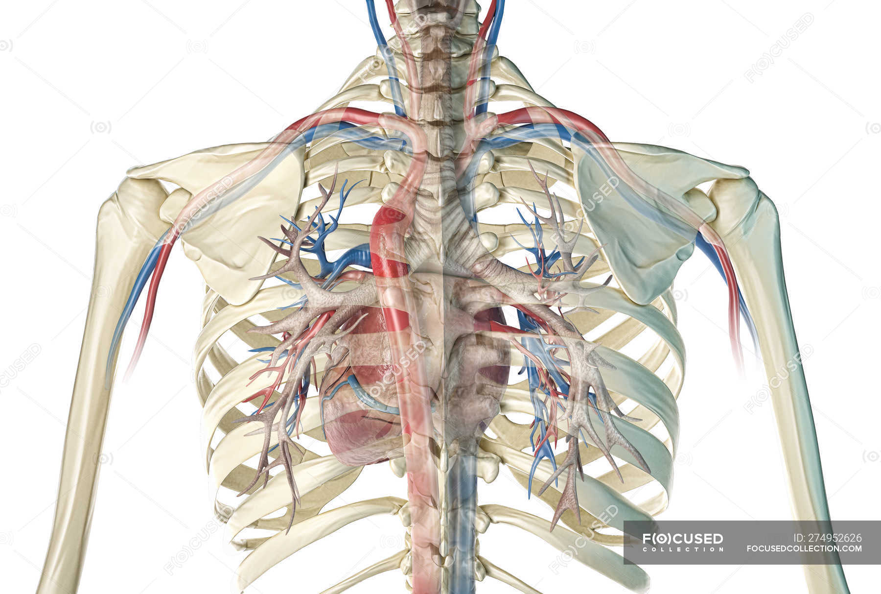 Human Rib Cage Showing Heart With Vessels And Bronchial Tree On White Background Tissue Lungs Stock Photo 274952626