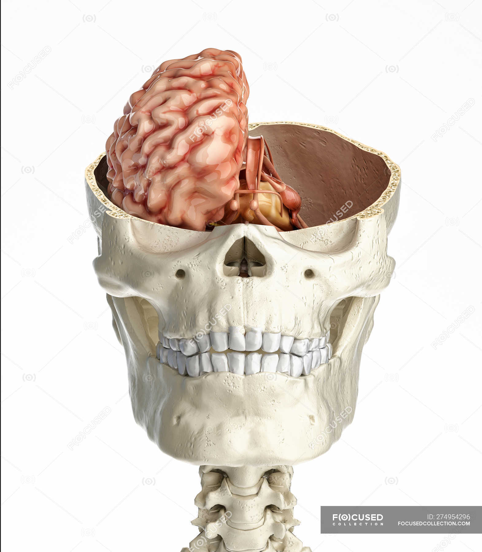 Human skull transversal cross-section with half of brain on white background.  — medical, cranium - Stock Photo | #274954296