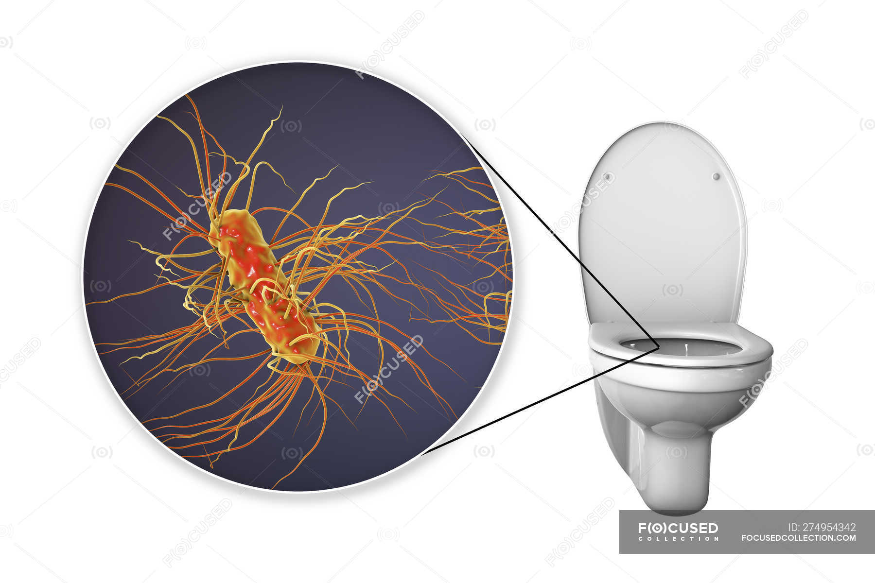 Бактерии на ободке унитаза. Бактерии на ободке унитаза. Микробы в туалете. Бактерии на ободке унитаза. Бактерии на ободке унитаза.