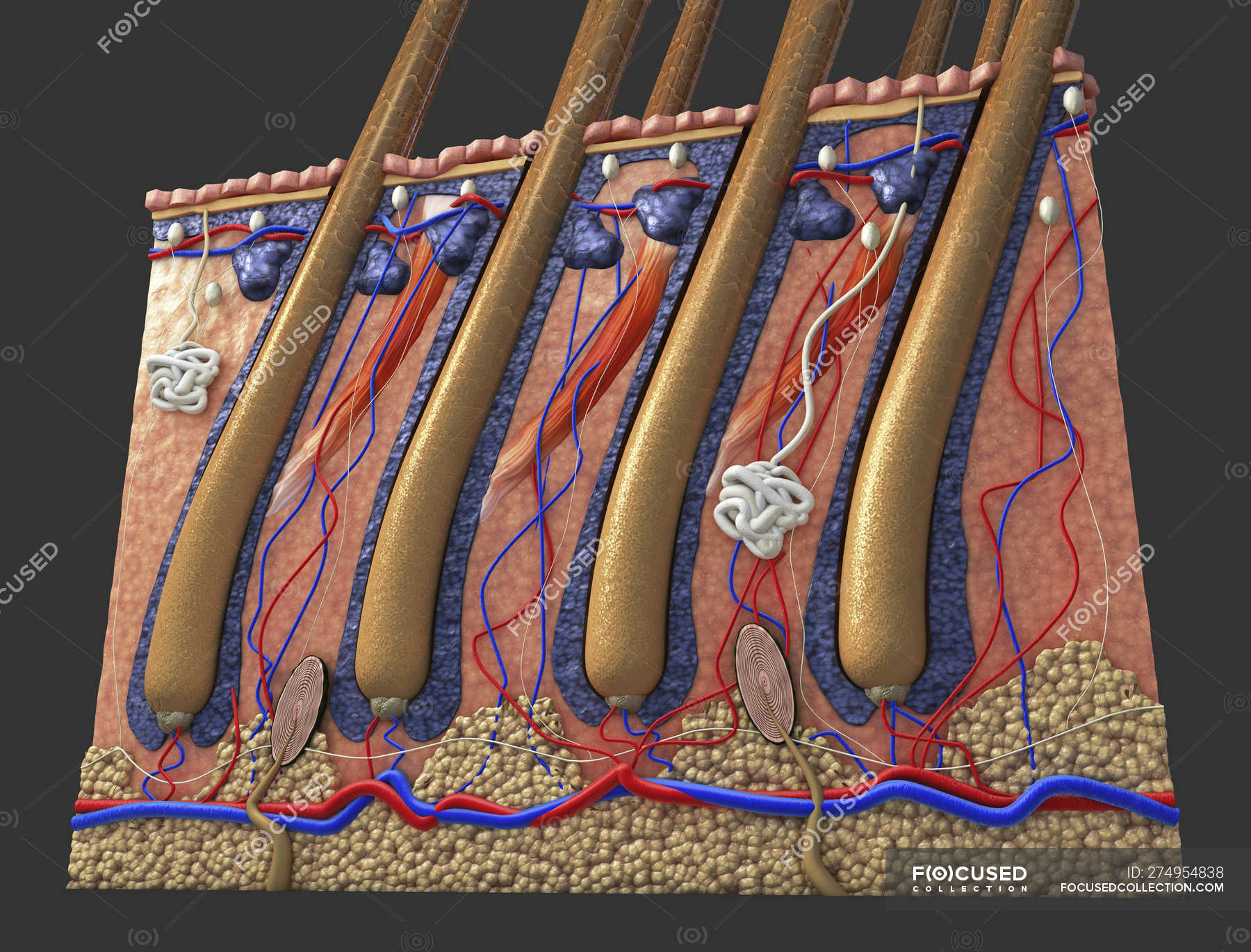 Illustration of cross section of human skin with hair follicles and ...