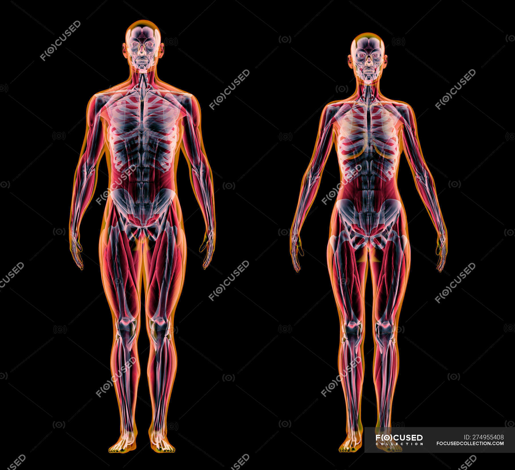 Männliche und weibliche Muskeln und Skelettsysteme im Röntgeneffekt auf