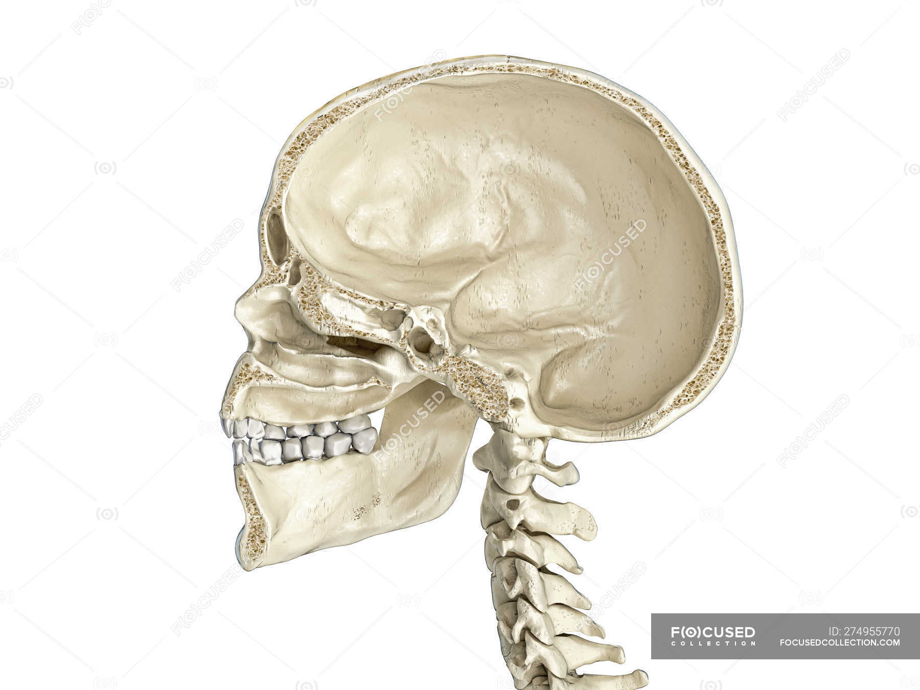 Crâne Humain Section Sagittale Moyenne Vue Latérale Sur Fond Blanc — Sagittal Moyen Corps 2540