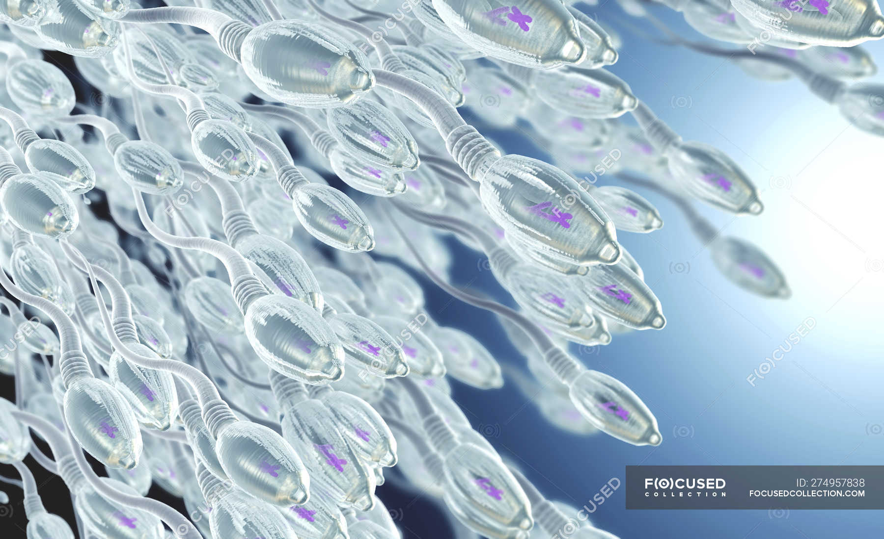 3DDarstellung menschlicher Spermien im Fortpflanzungsprozess
