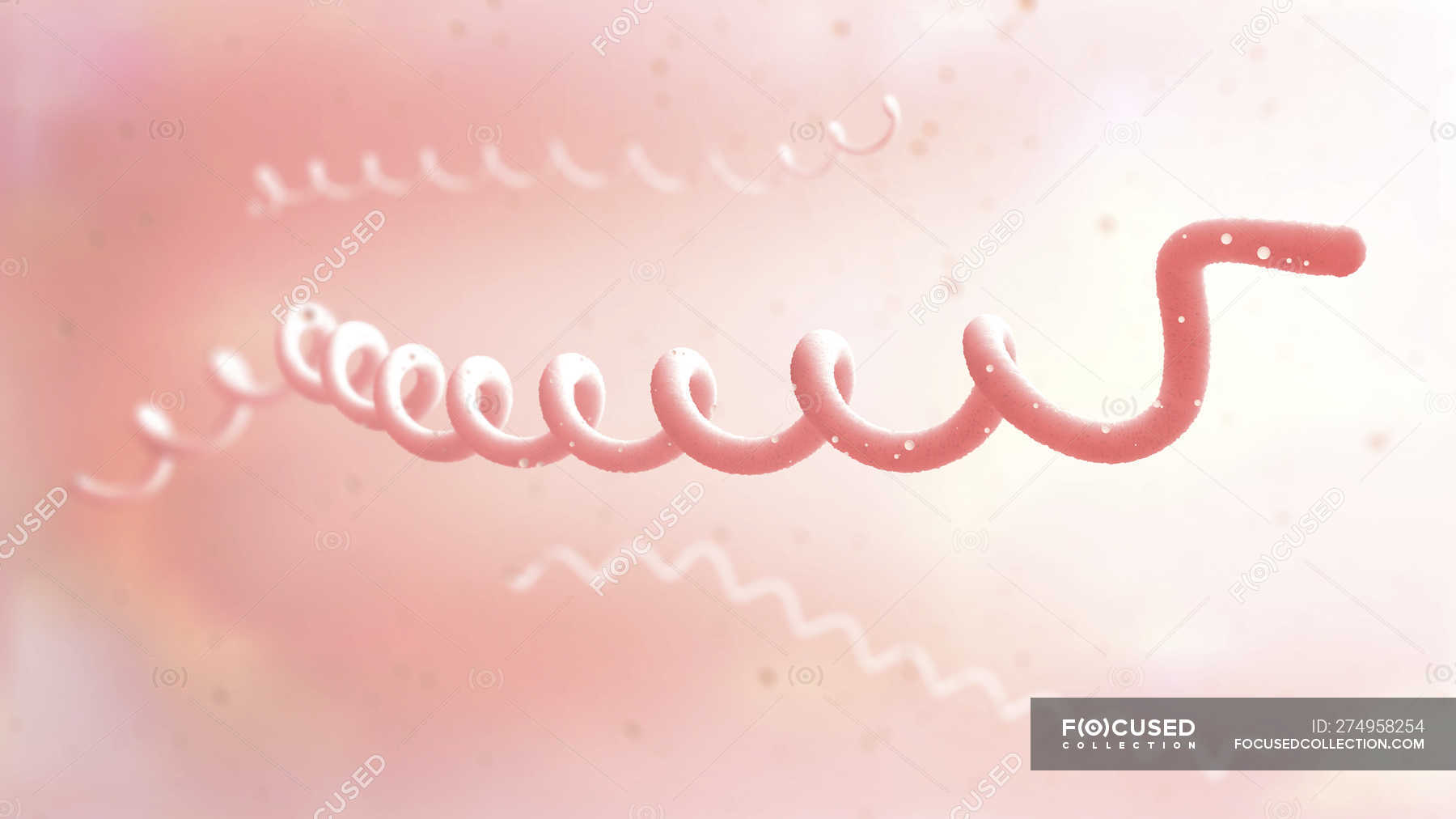 Lyme disease bacteria, digital illustration. — healthcare, spirochaetal ...