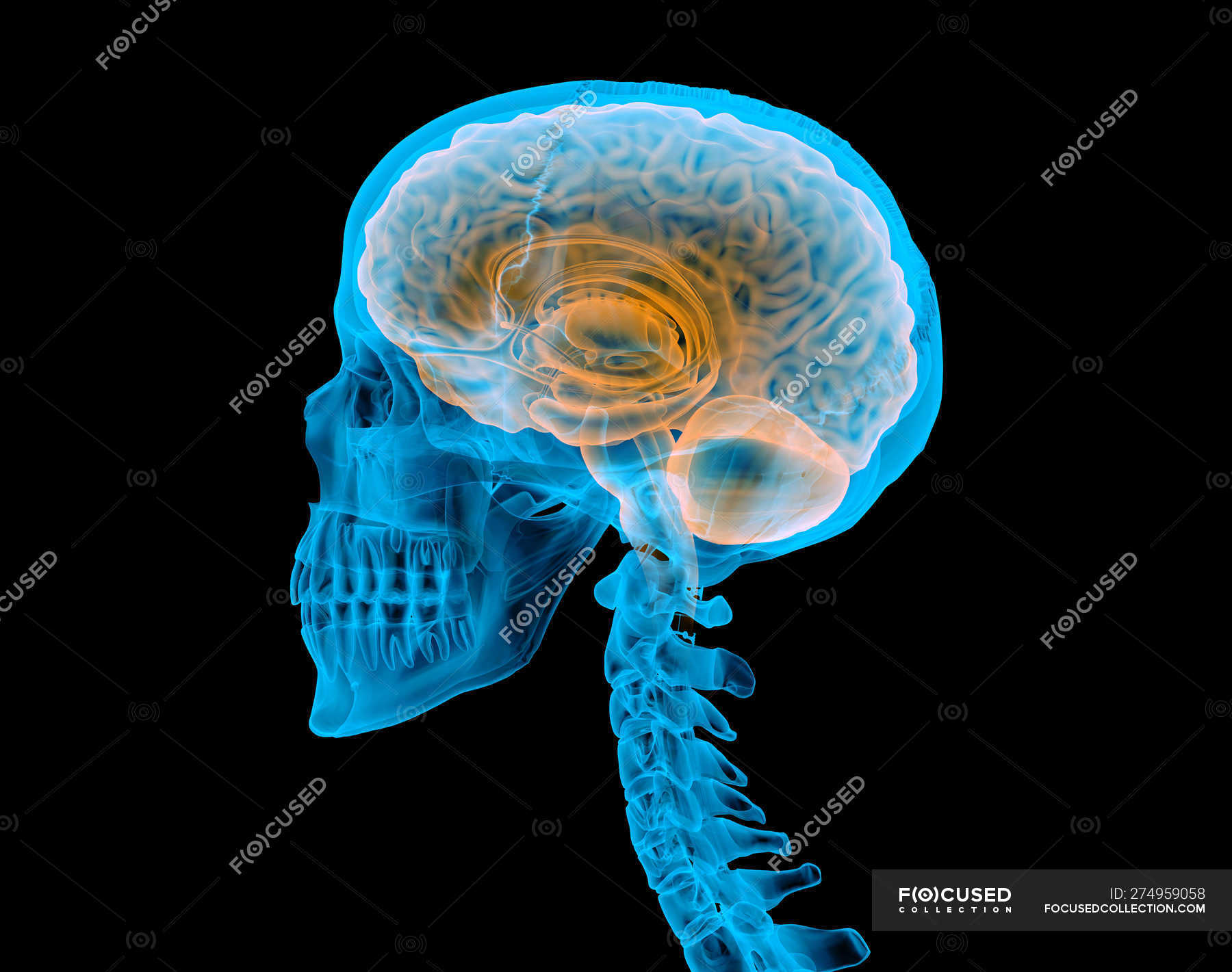 Human skull with brain with x-ray effect on black background. — head