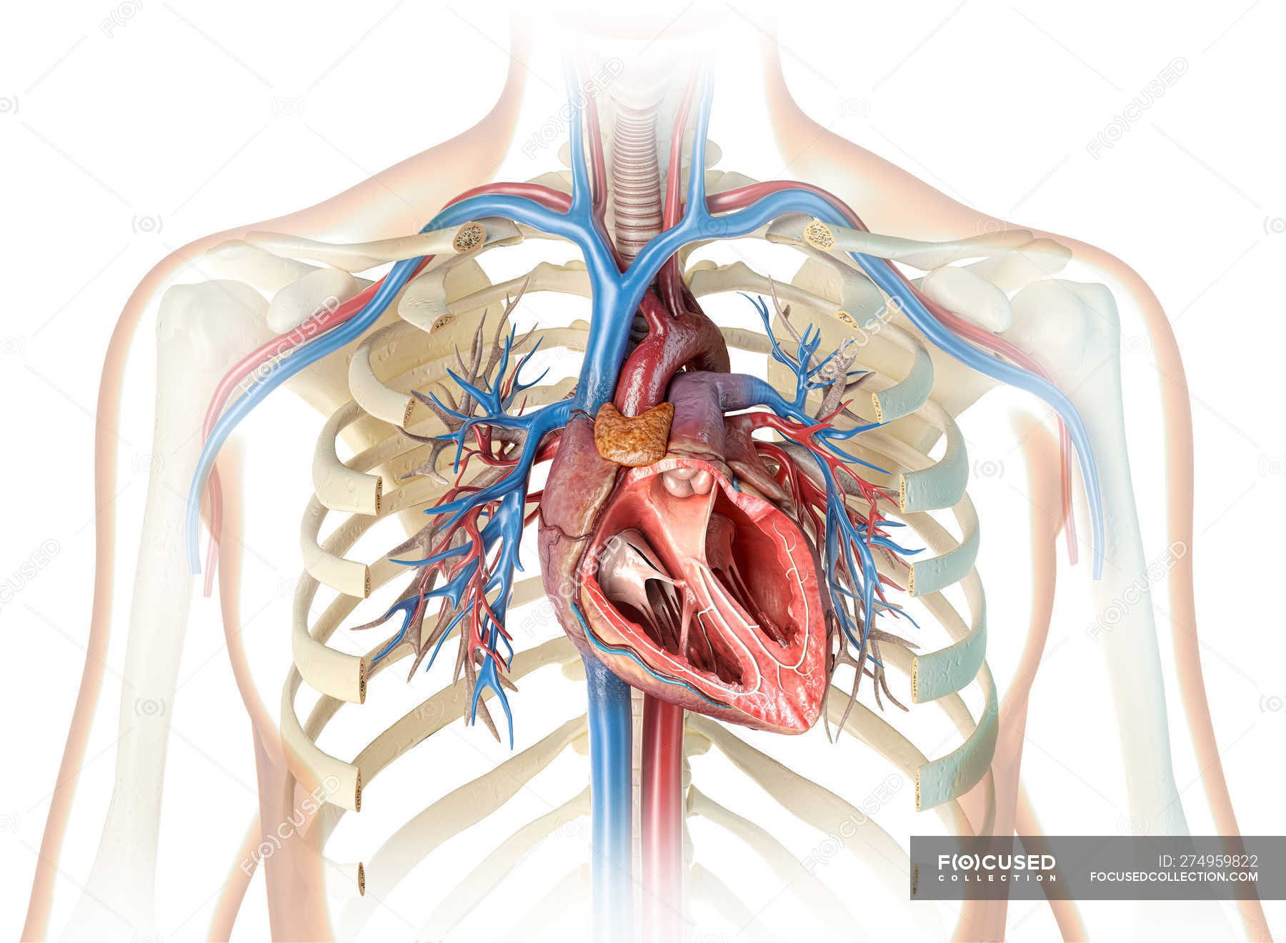 Sezione del cuore umano con vasi albero bronchiale e gabbia toracica