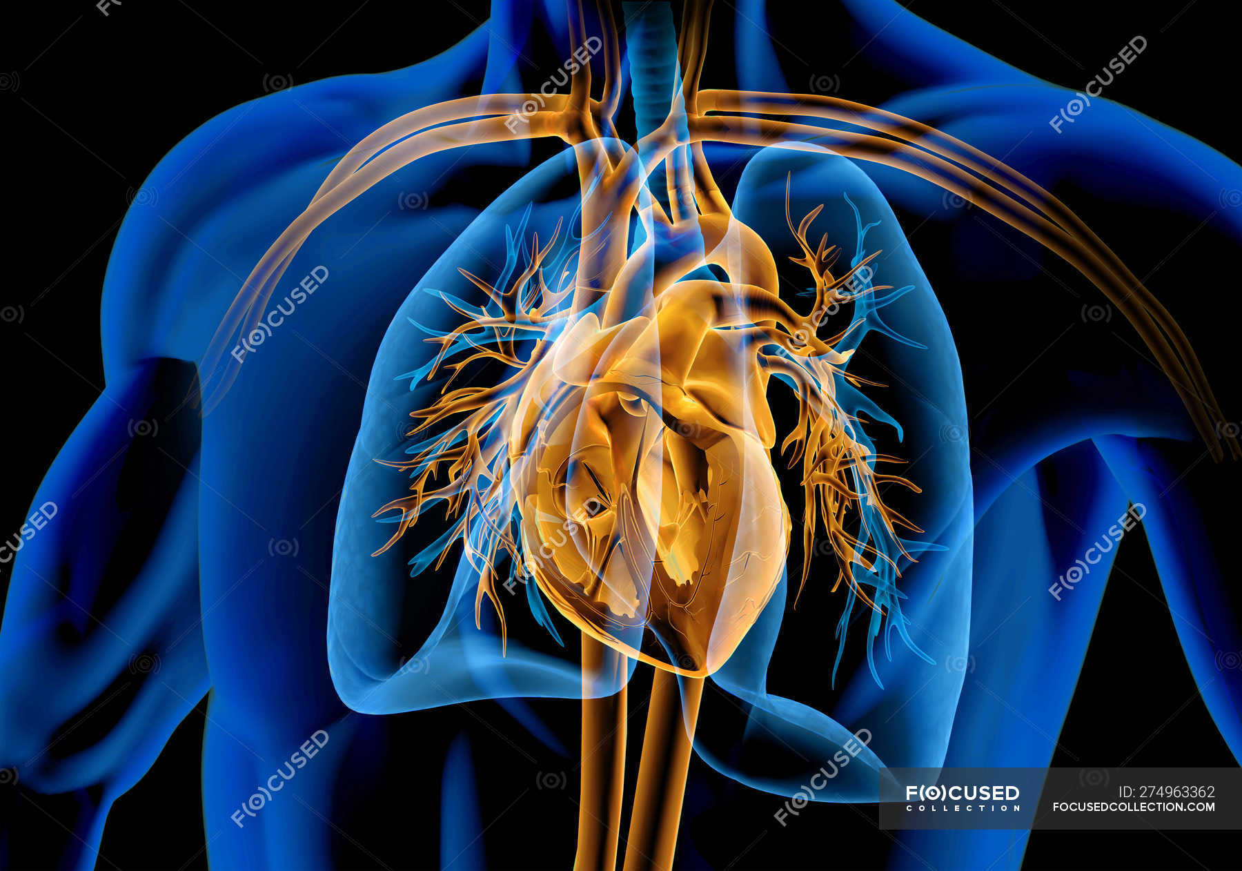 human-heart-with-vessels-lungs-and-bronchial-tree-in-x-ray-effect-on