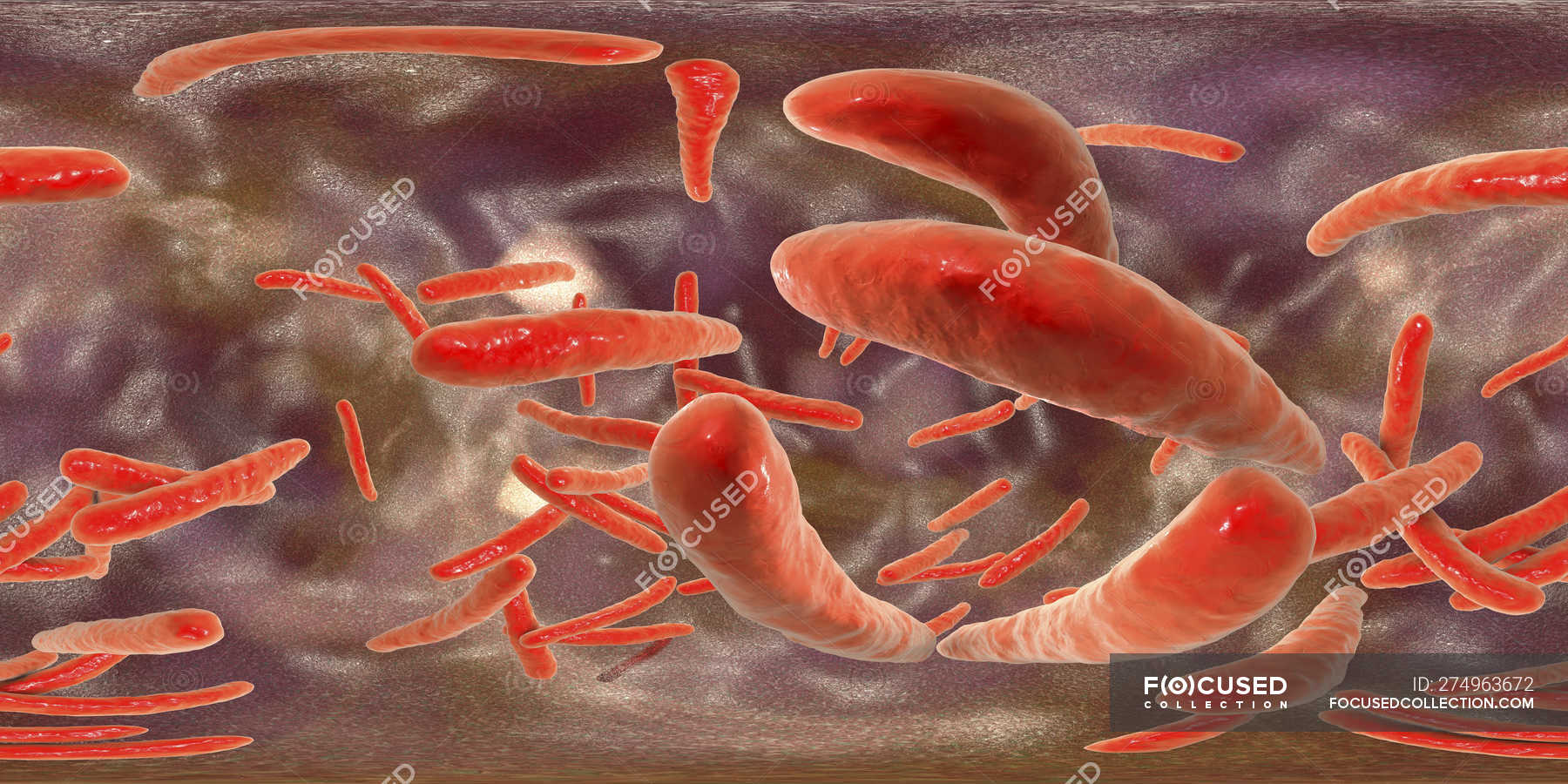 Digital Illustration Of Mycobacterium Tuberculosis Gram Positive Rod