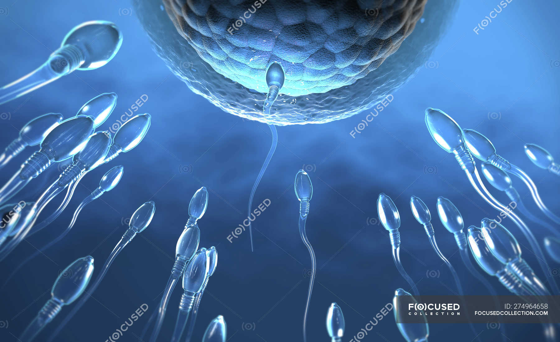 3d illustration of transparent sperm cells swimming towards egg cell