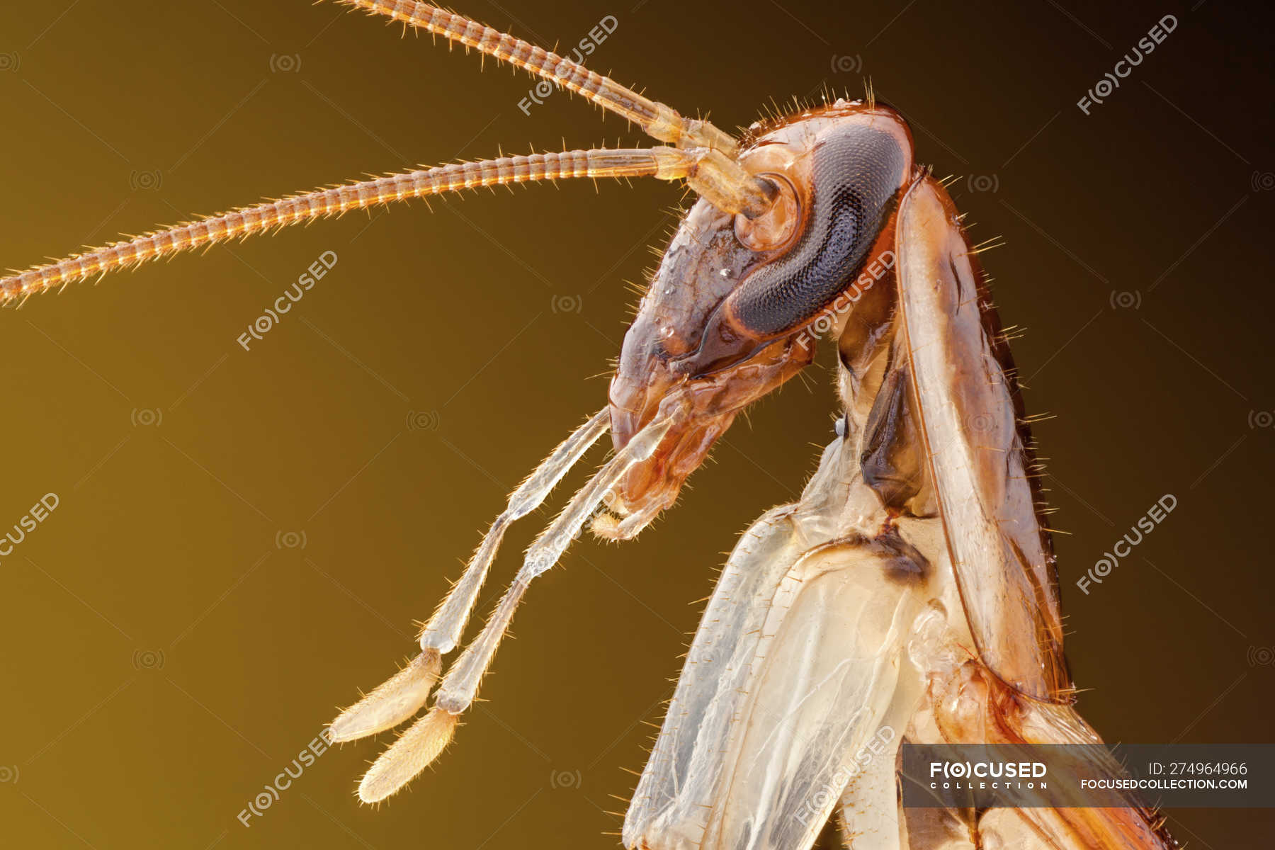 German cockroach head with antennas, detailed closeup. — entomological, entomology Stock