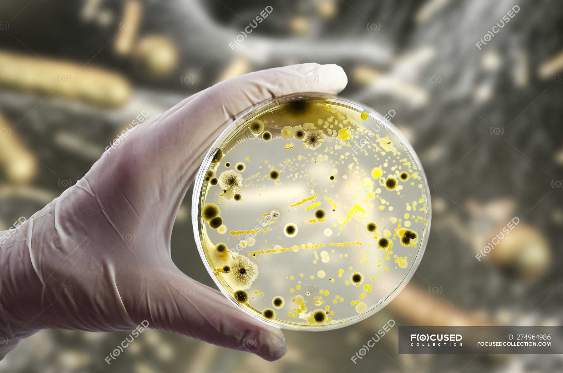 Культура бактерий в чашке Петри