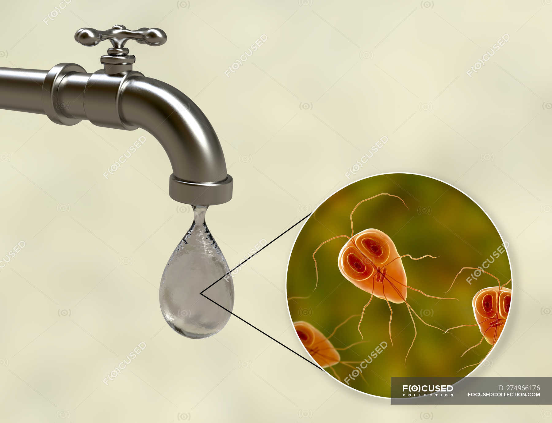 giardia in tap water)