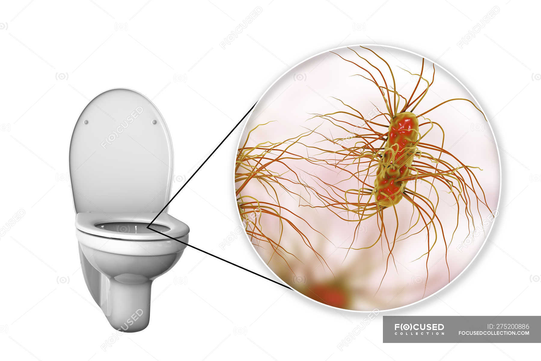 Микробы на унитазе. Бактерии на ободке унитаза. Бактерии на ободке унитаза. Бактерии под ободком унитаза. Микробы под ободком унитаза.