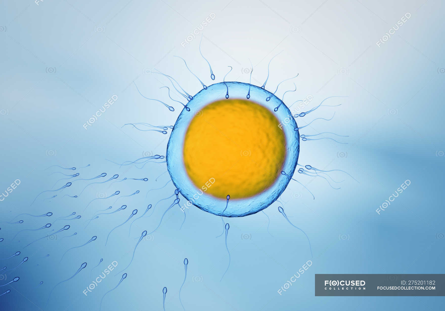 sperm-spermatozoa-swimming-towards-egg-cell-colored-digital