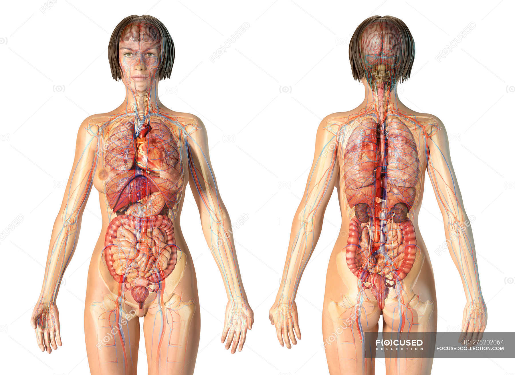 Female Lower Back Anatomy Internal Organs - The Learnable ...