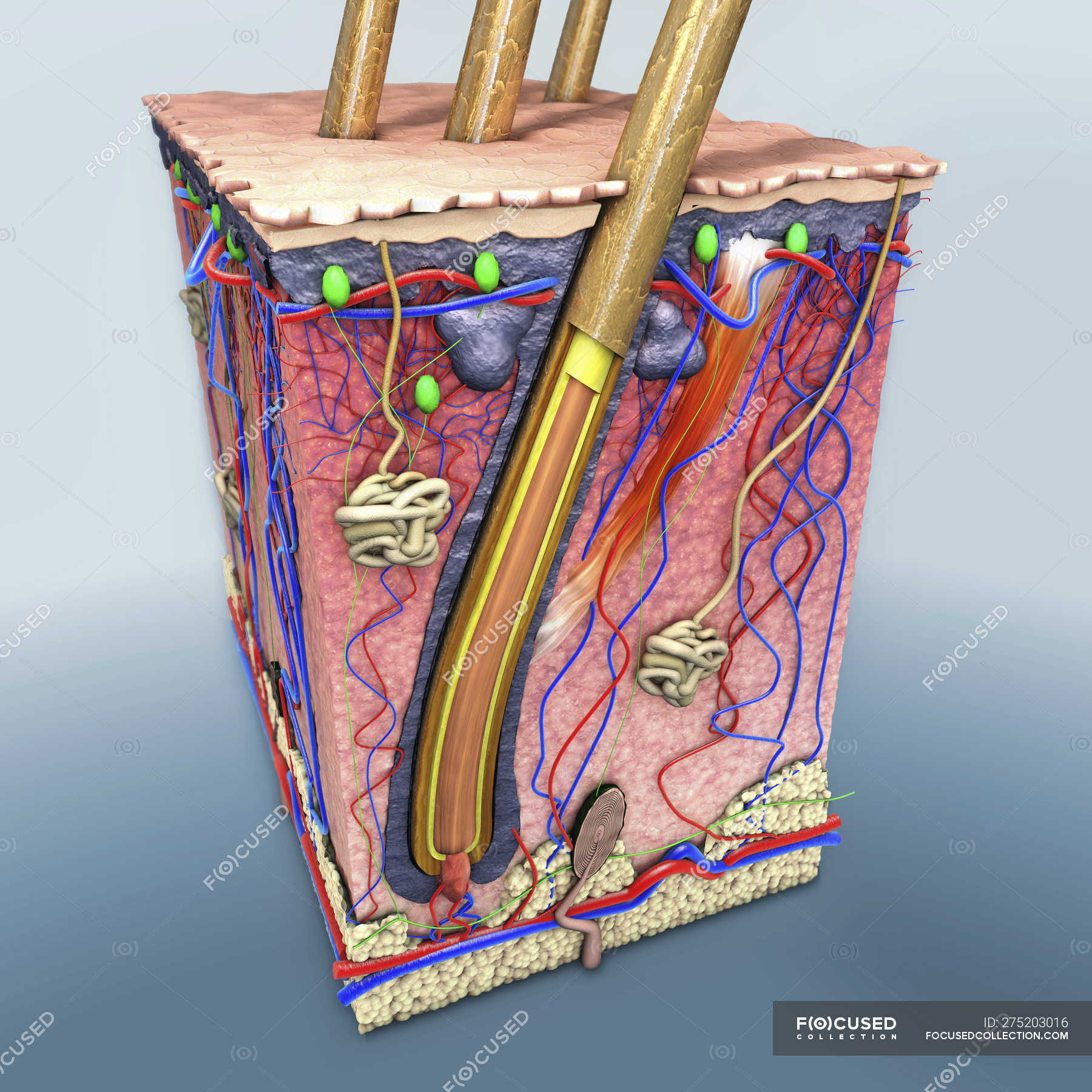 Illustration of cross section of human skin with hair follicle and ...