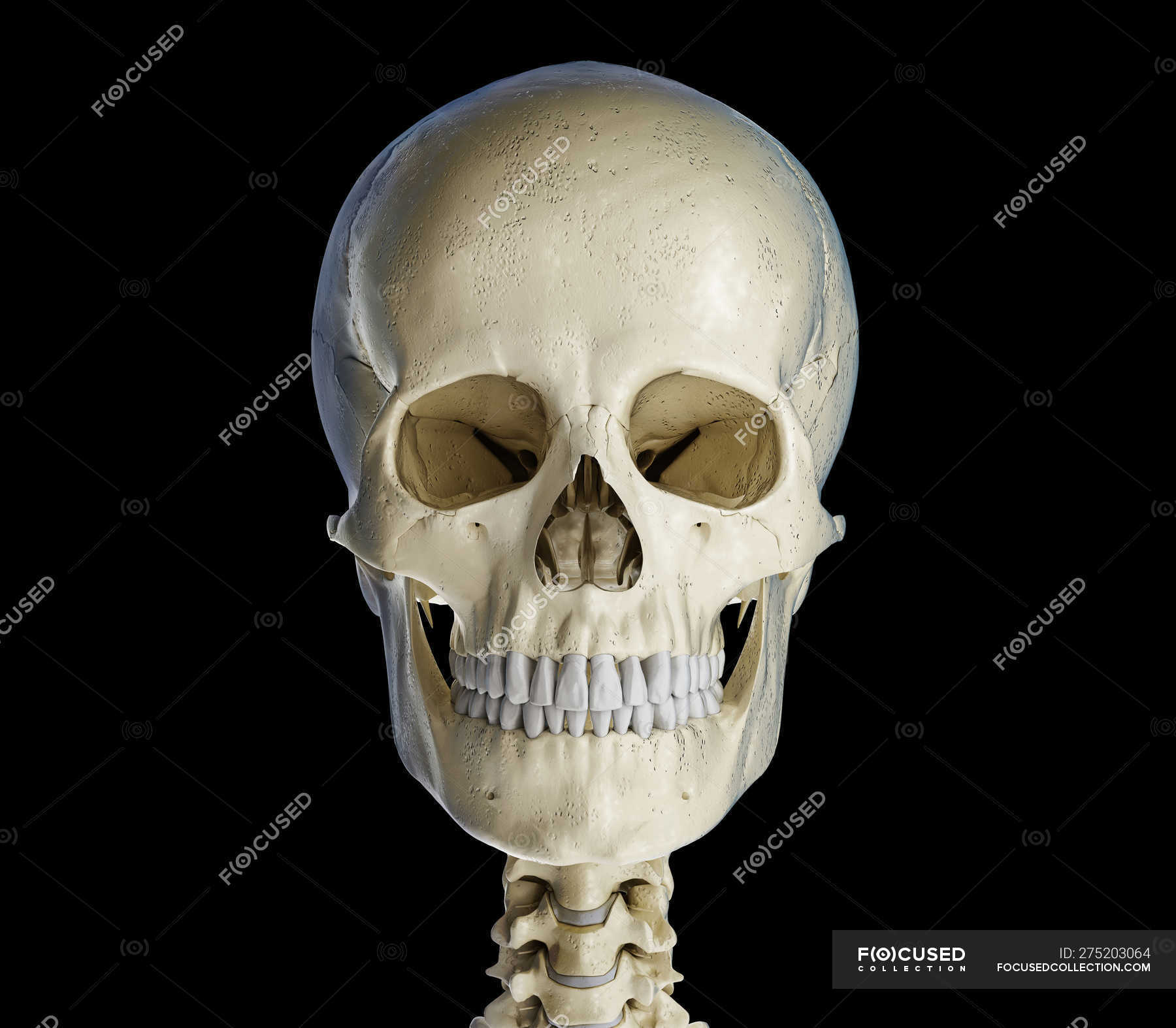 Human Skull In Front View On Black Background Body Anatomical Stock Photo