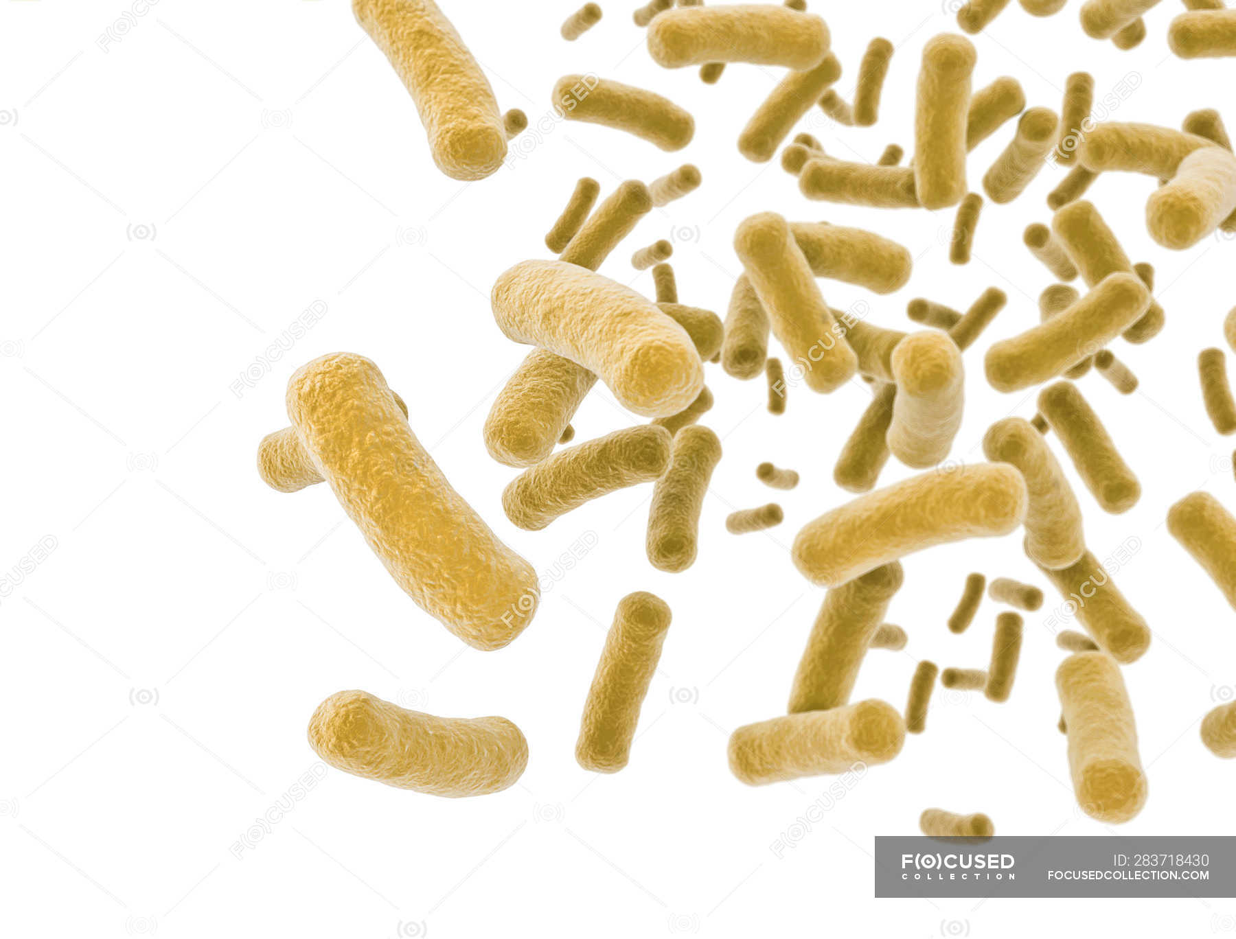 yellow-rod-shaped-bacteria-on-white-background-digital-illustration