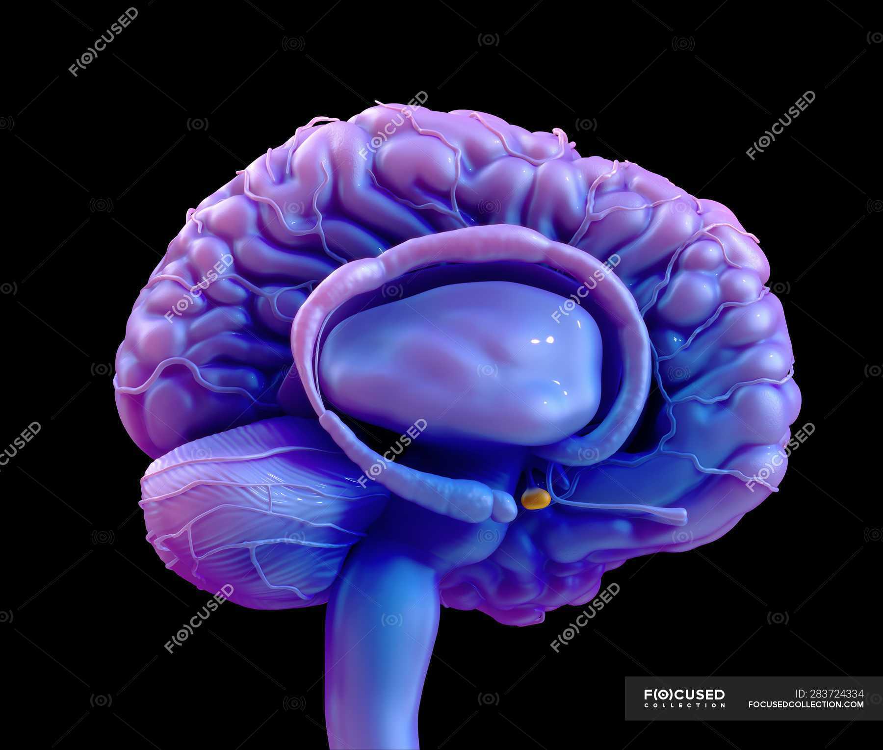 human-brain-pituitary-gland-digital-illustration-neurology