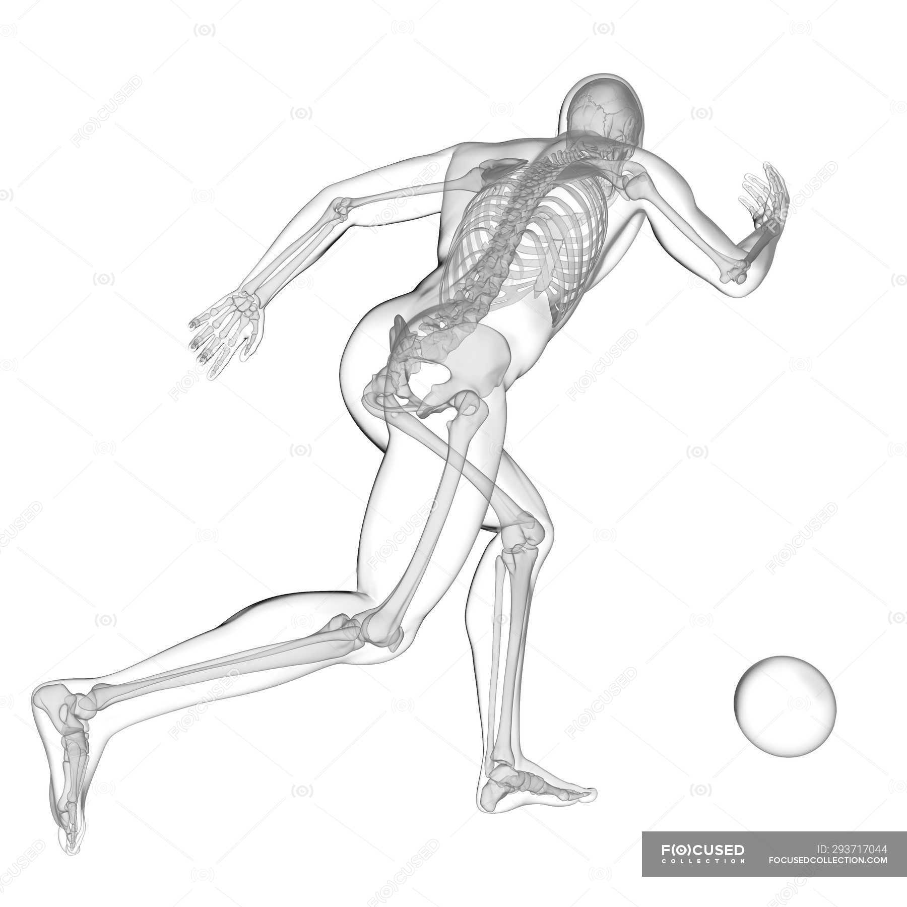 human-silhouette-playing-football-with-visible-skeletal-structure