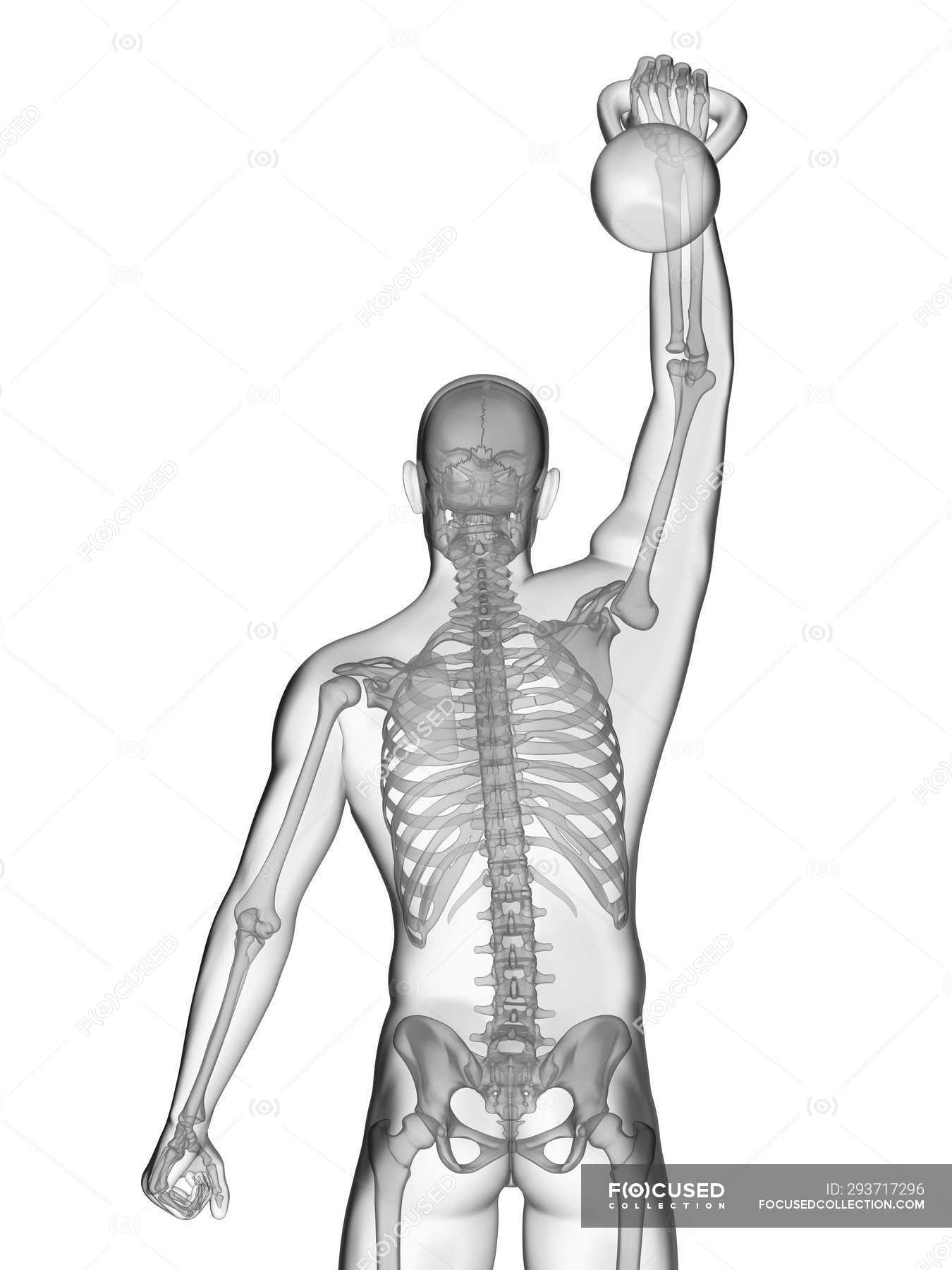 Human Silhouette Lifting Kettle Bell With Visible Skeletal System Digital Illustration Human Anatomy 3d Stock Photo