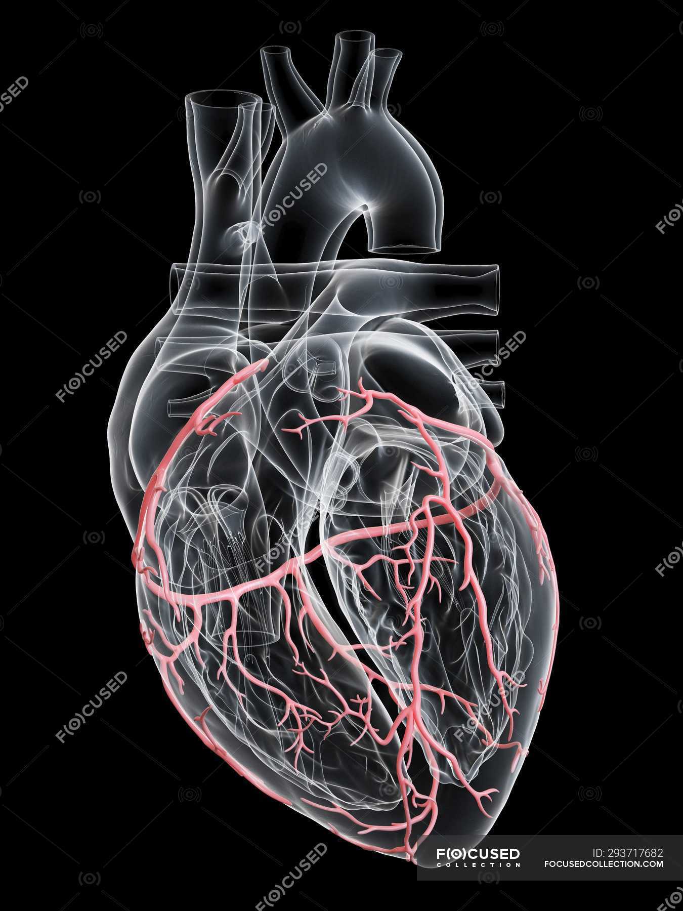 human arteries and heart