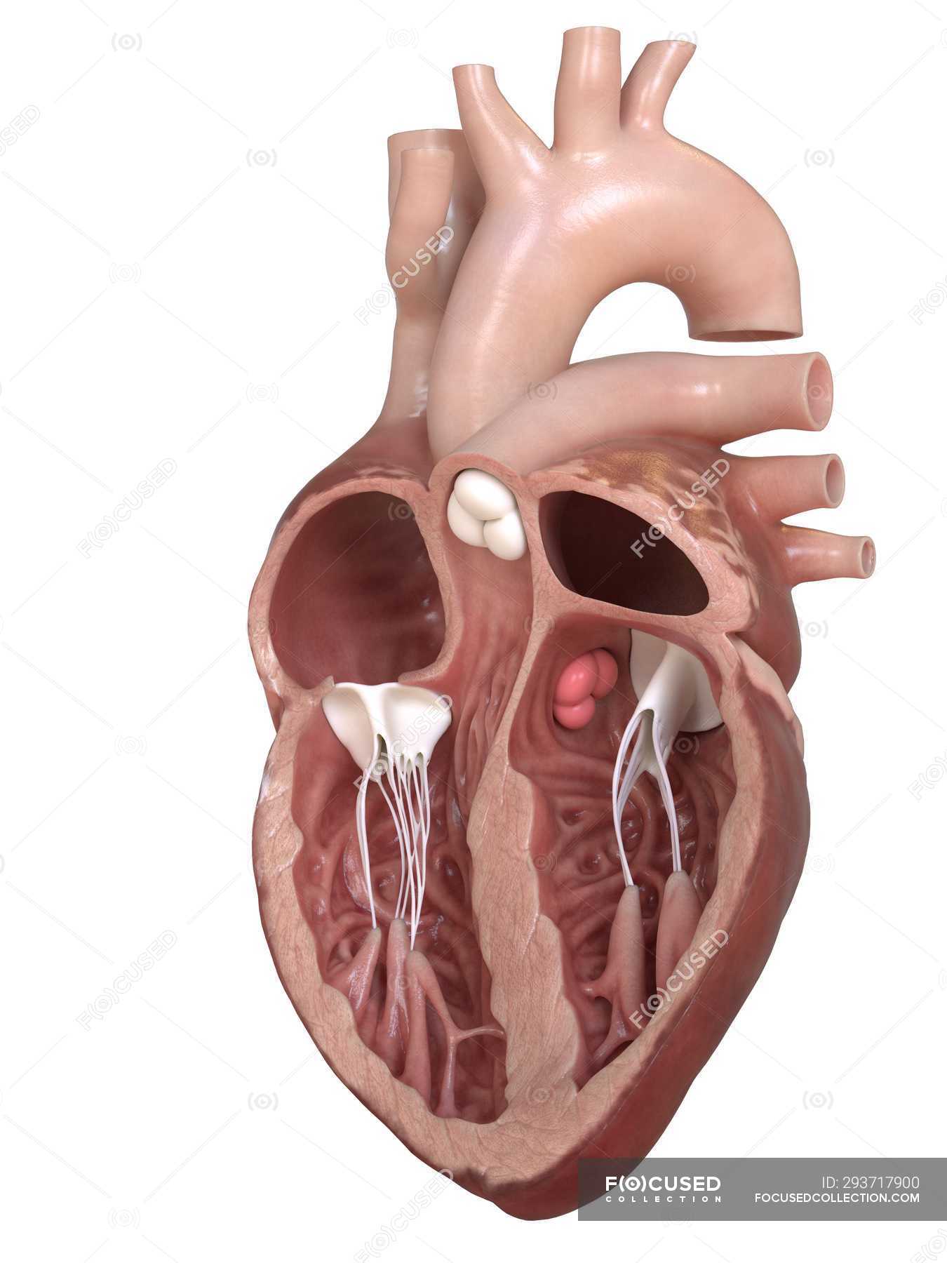 Human Heart Anatomy Showing Valves Cross Section Illustration D