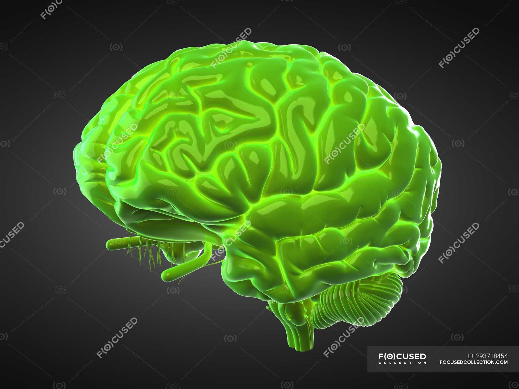 Green human brain on black background, digital illustration ...