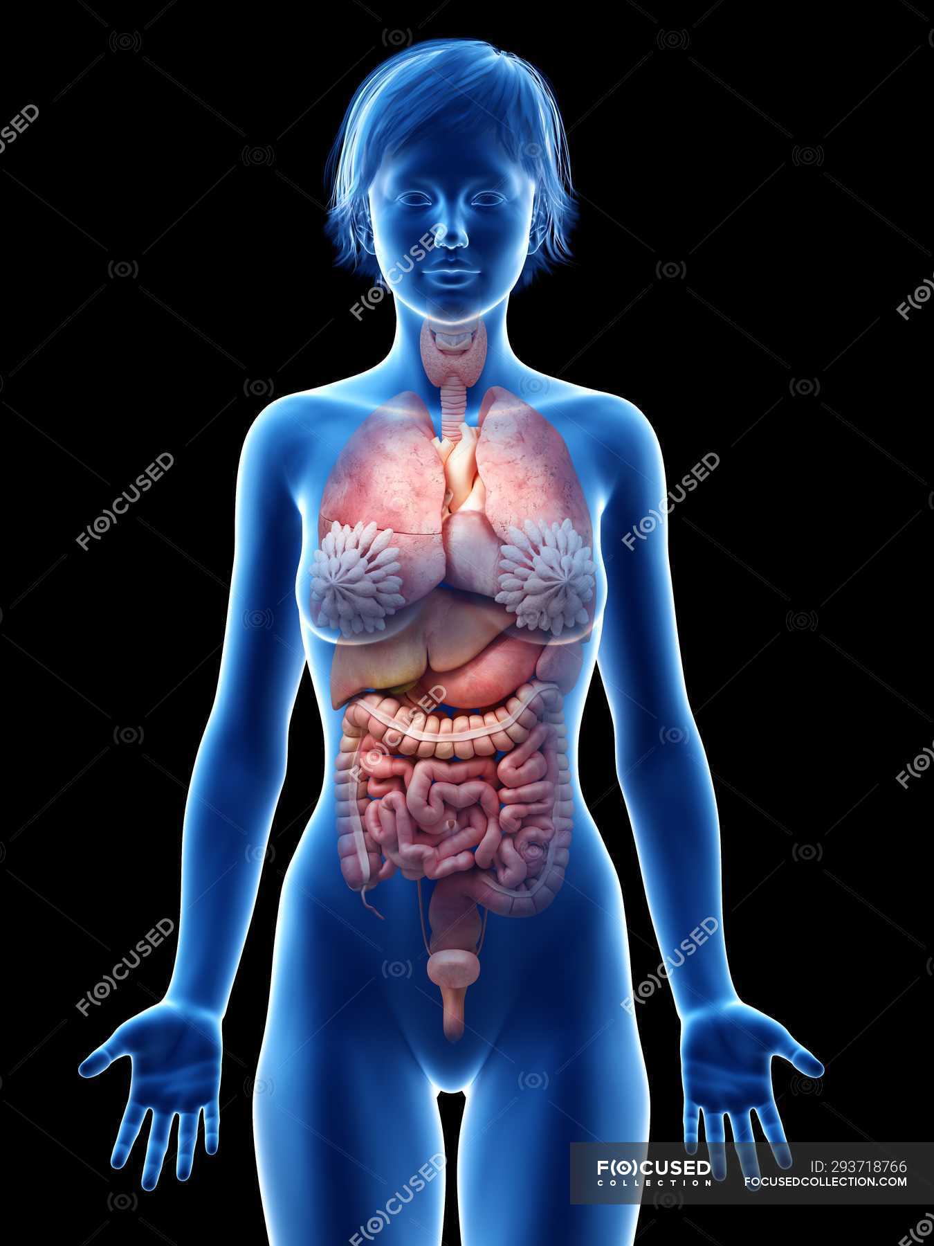 Трясется внутри тела. Организм женщины. Анатомия женского тела. Организм девушки.