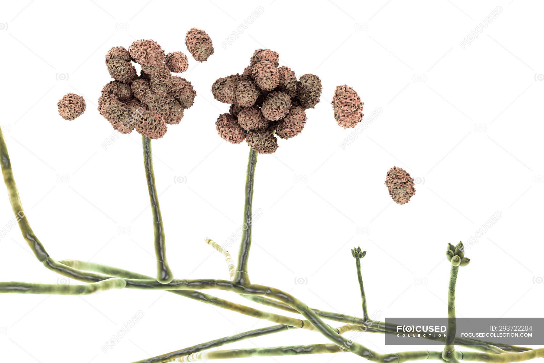 stachybotrys-toxic-mould-fruiting-structure-with-spores-digital