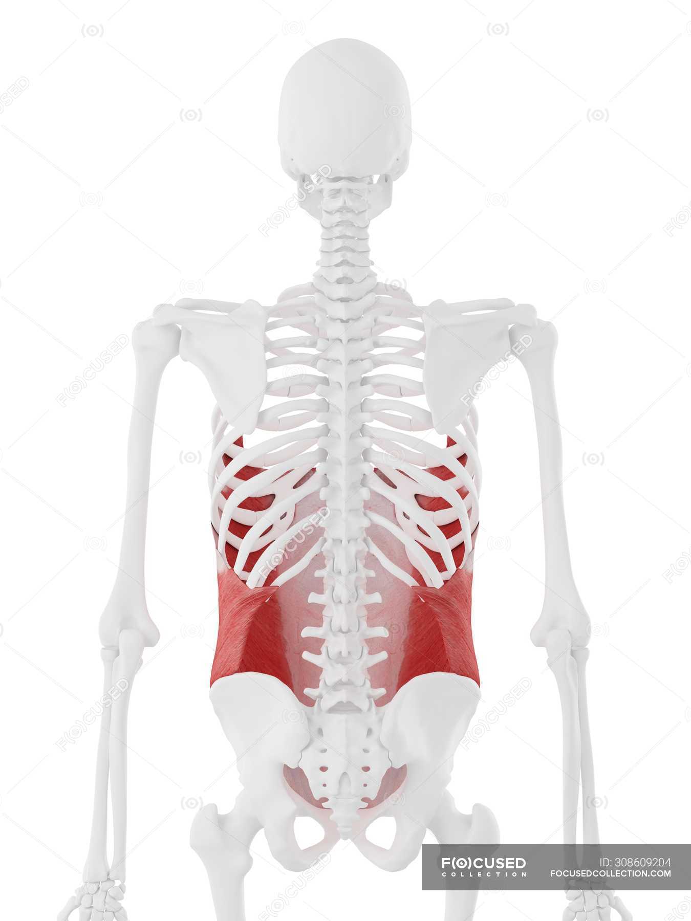 Human skeleton with detailed red External oblique muscle, digital ...