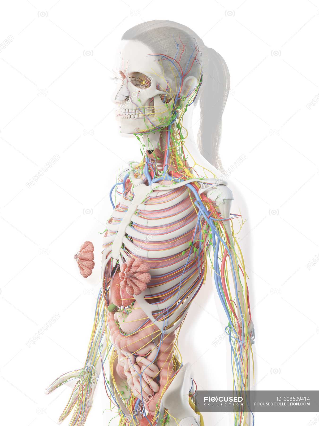 Female Upper Body Anatomy And Internal Organs Computer Illustration Artwork Lungs Stock Photo 308609414