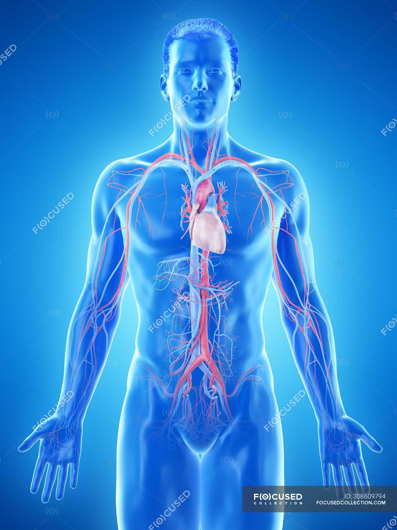 Male body with visible vascular system, computer illustration. — normal ...